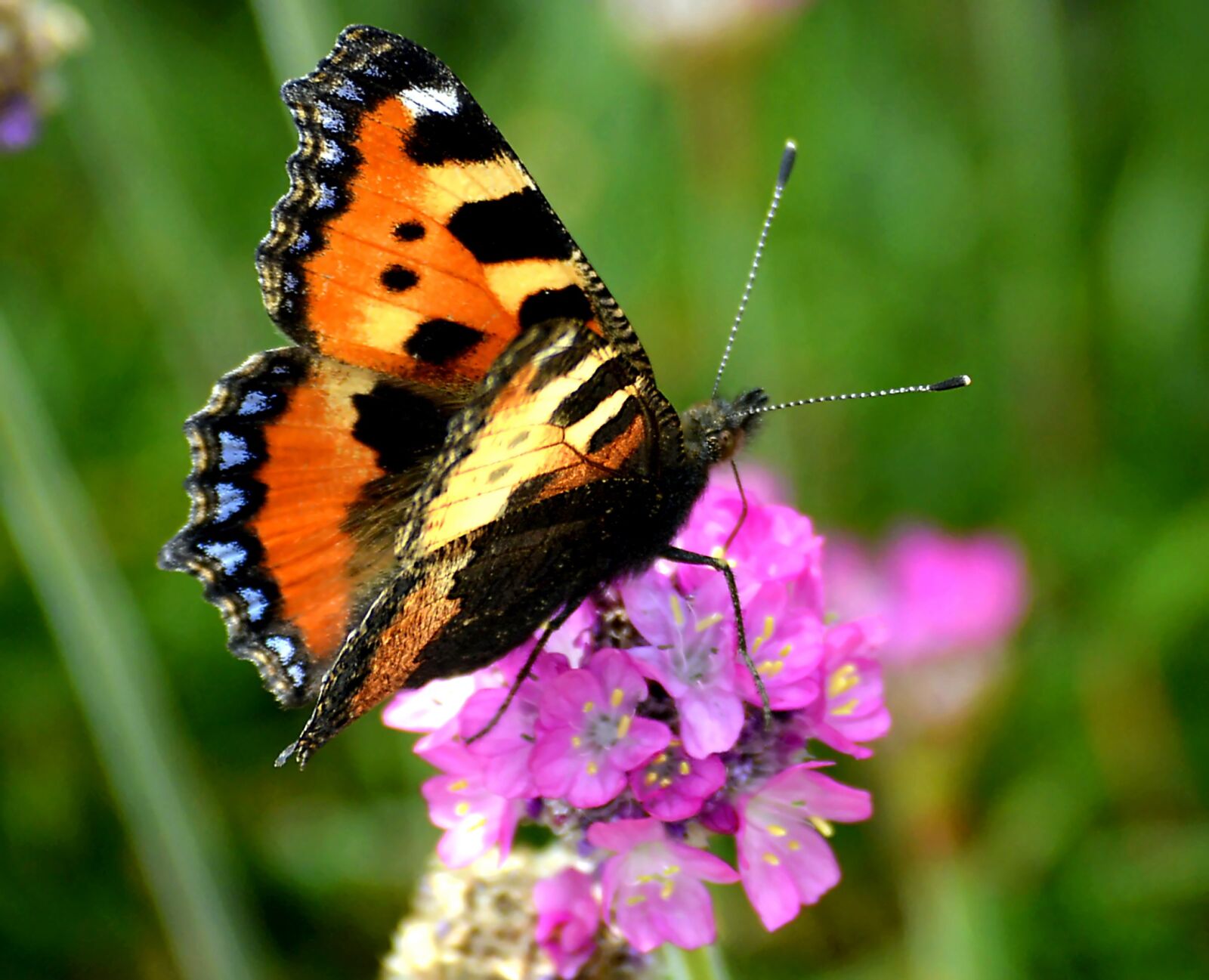 Nikon D3200 sample photo. Little fox, edelfalter, butterfly photography