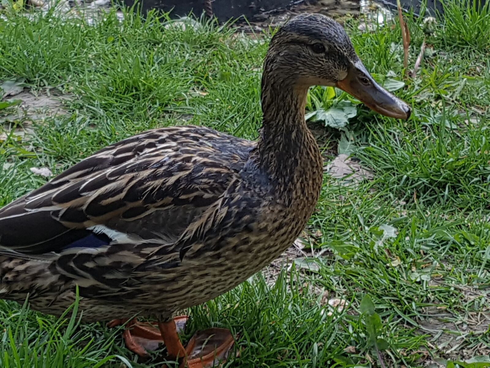 Samsung Galaxy S7 Edge sample photo. Duck, nature, waterfront photography