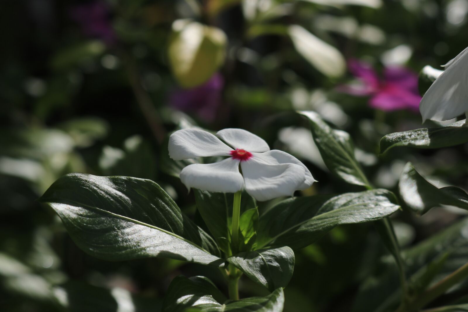 Canon EOS 750D (EOS Rebel T6i / EOS Kiss X8i) sample photo. Flower, catharanthus, apocynaceae photography