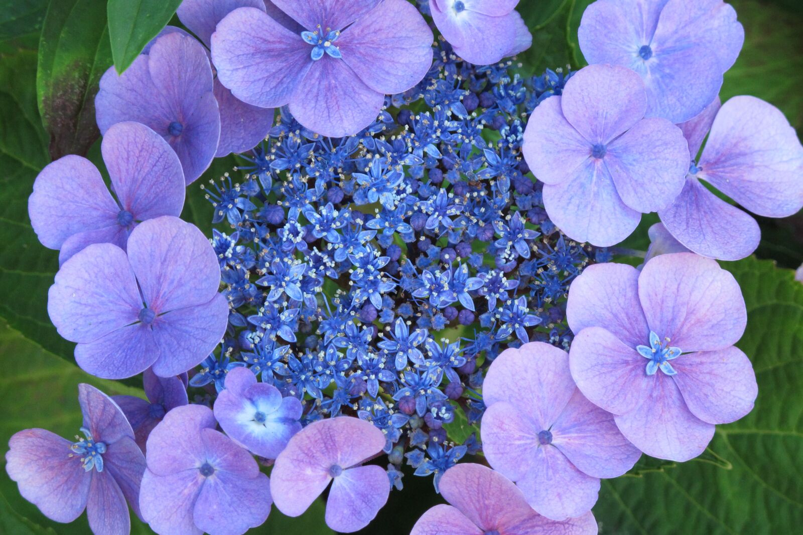 Canon PowerShot G12 sample photo. Flower, nature, purple photography