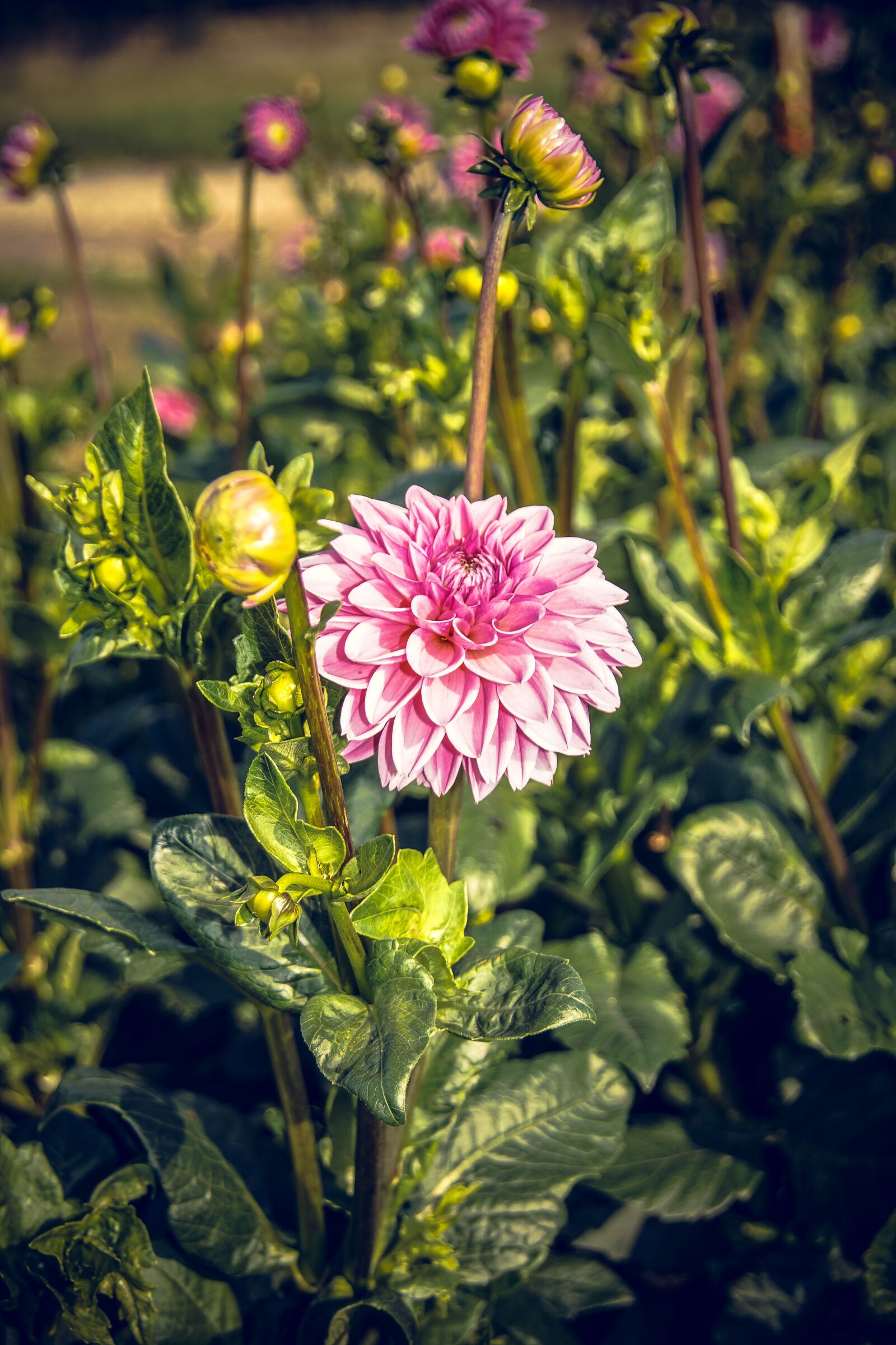 Sony ILCA-77M2 sample photo. Dahlia, blossom, bloom photography