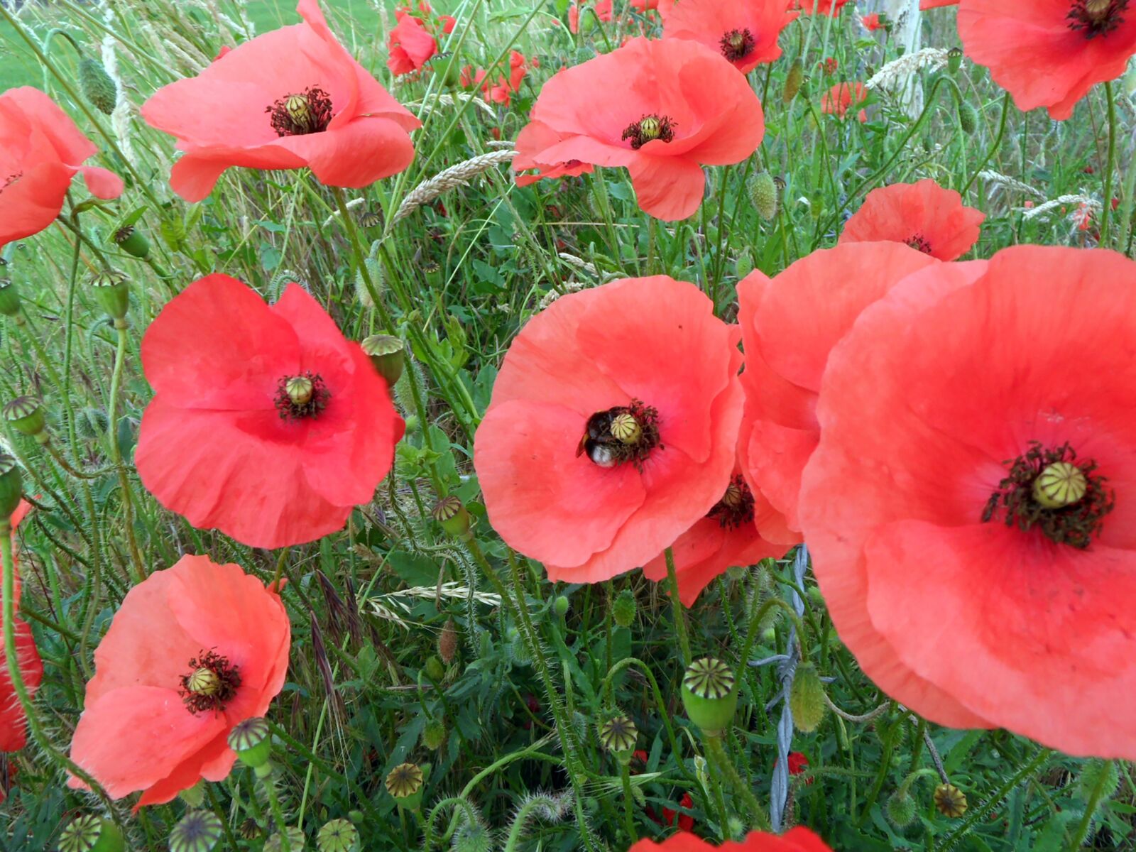 Samsung WB600 / VLUU WB600 /  WB610 sample photo. Poppy, hummel, pollen photography