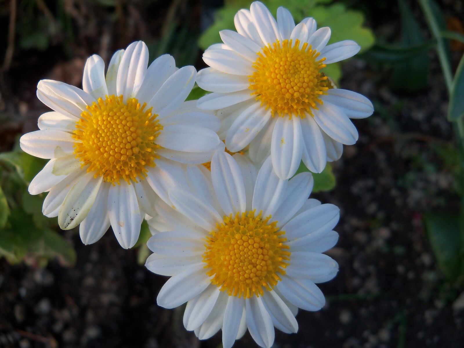 Kodak EasyShare Z915 sample photo. Flowers, nature, petals photography