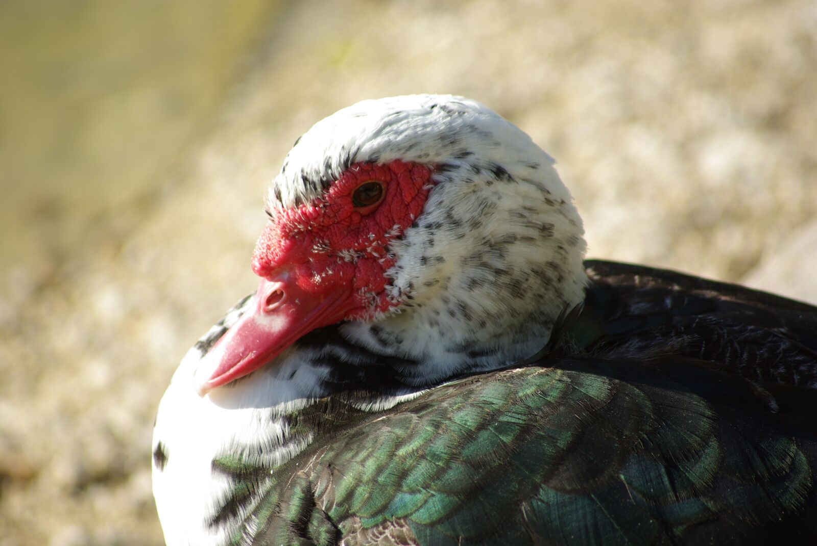 Pentax K10D sample photo. Duck, poultry, duck barbarism photography