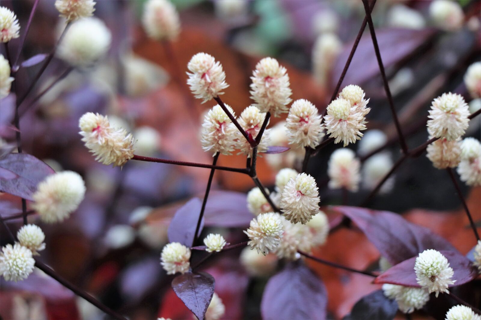 Canon EOS 77D (EOS 9000D / EOS 770D) sample photo. Flowers, background, design photography