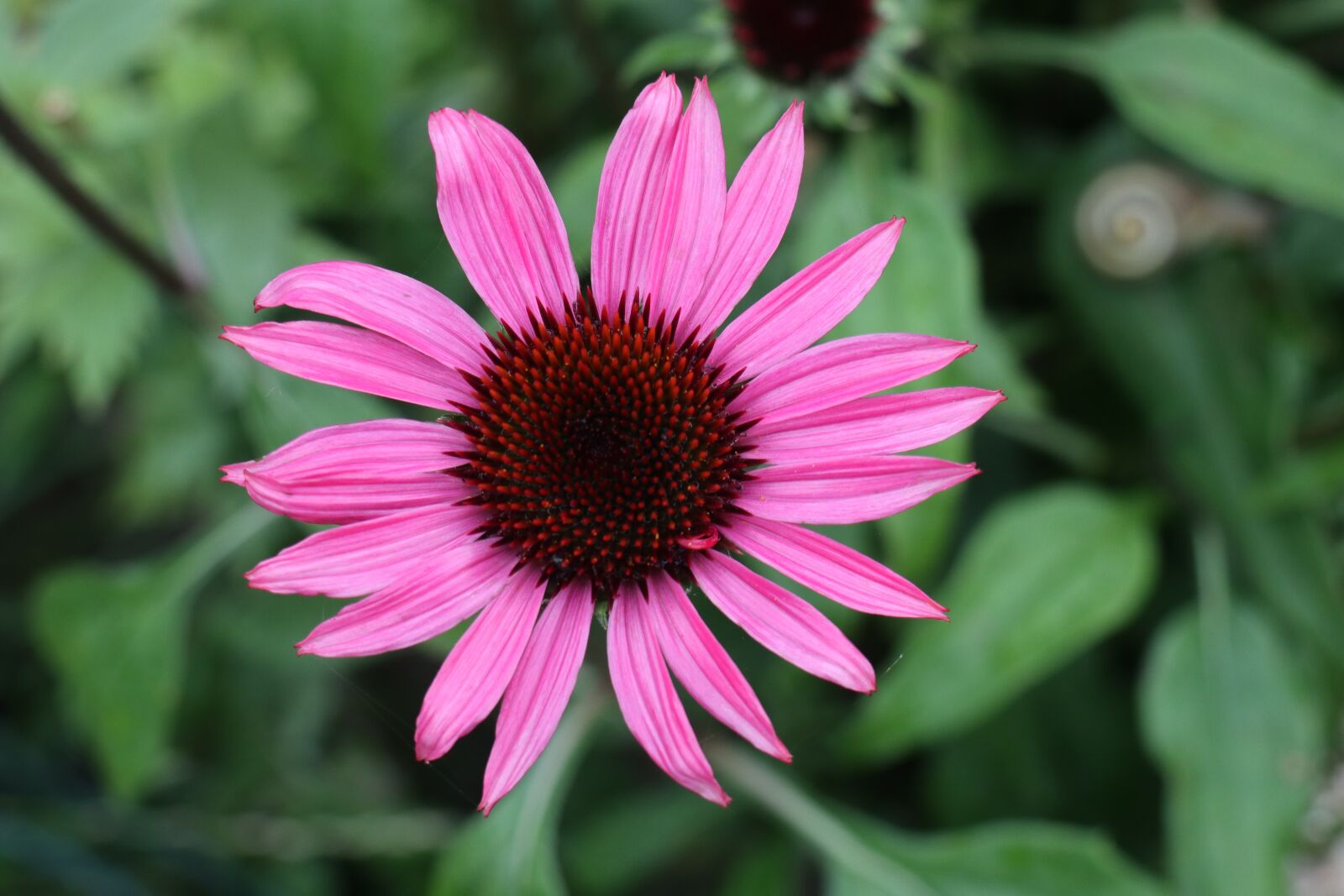 Canon EOS M6 sample photo. Summer, garden, flowers photography