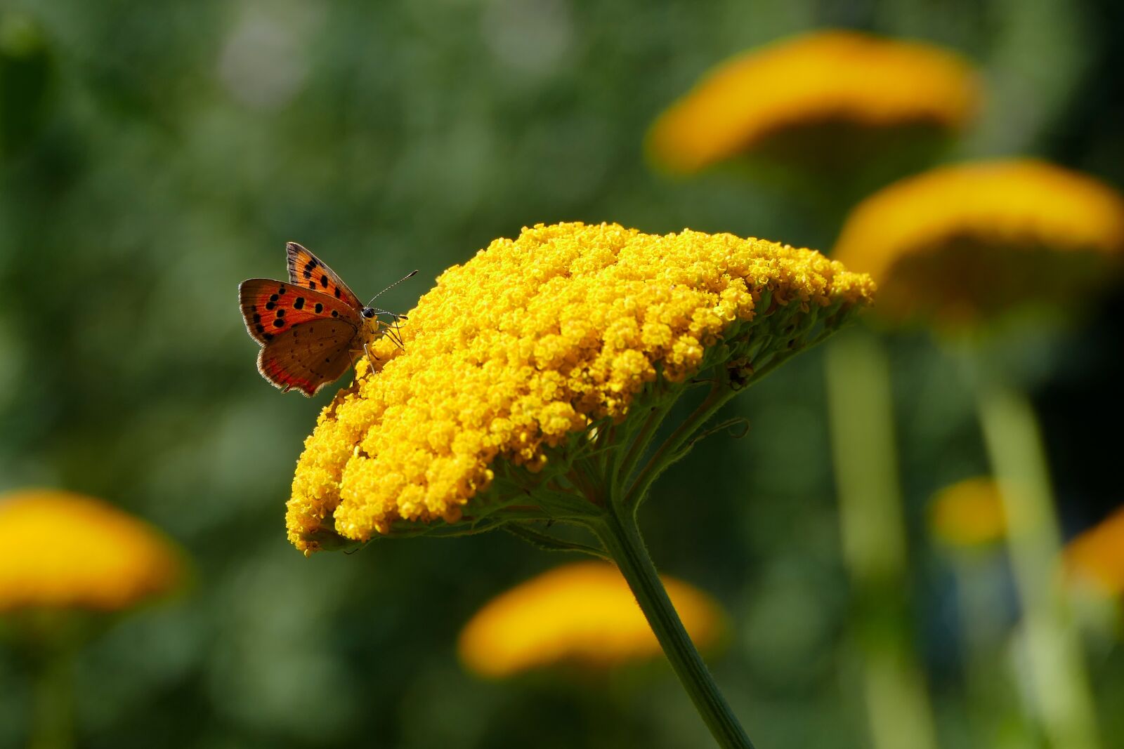 Panasonic Lumix DMC-FZ1000 sample photo. Nature, butterfly, flower photography