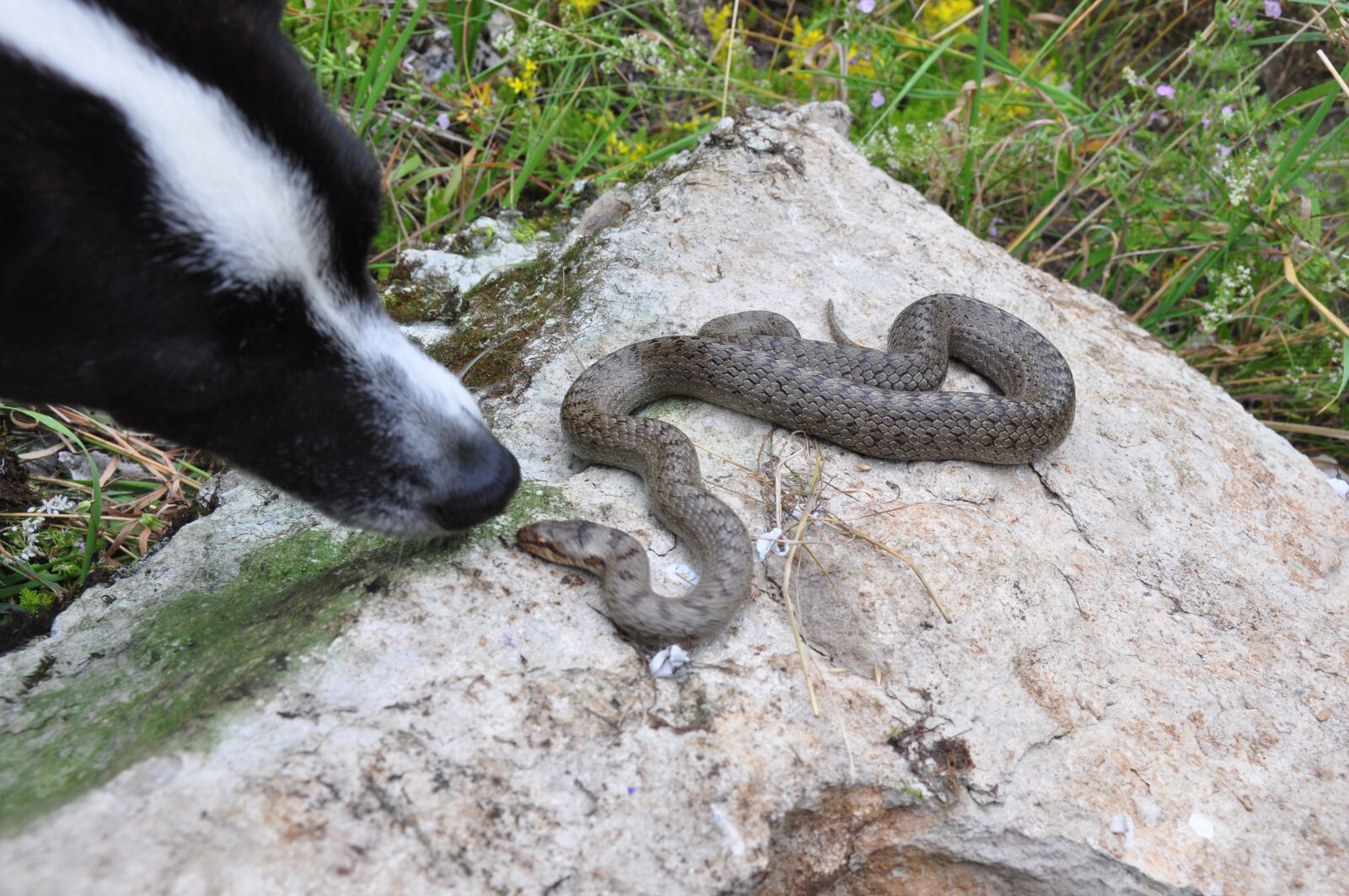 Nikon D90 sample photo. Snake, non-toxic snake, leinleitertal photography