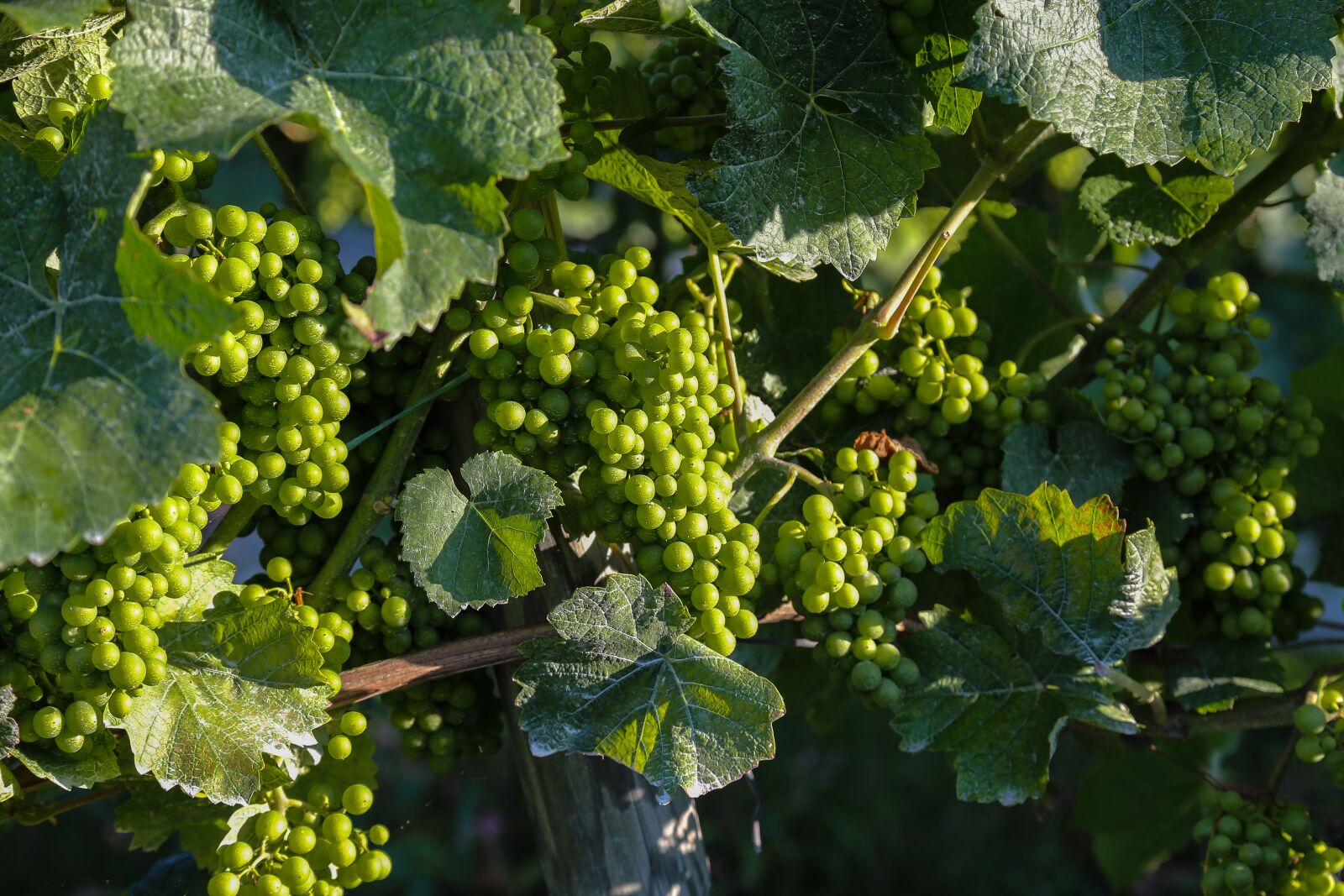 Canon EOS 6D + Canon EF 24-105mm F4L IS USM sample photo. Grapes, vine, grapevine photography