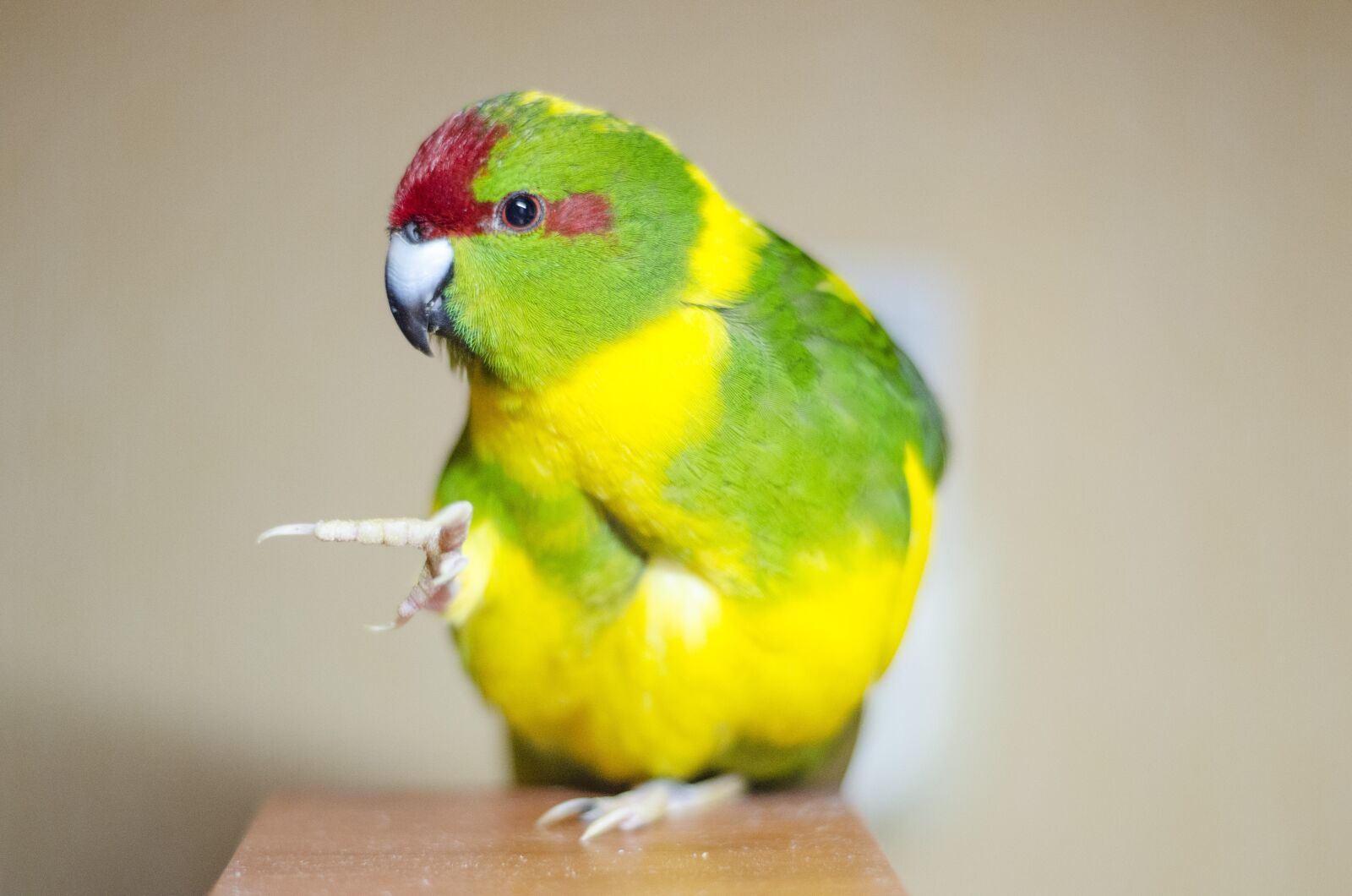 Nikon D5100 sample photo. Bird, parrot, exotic photography