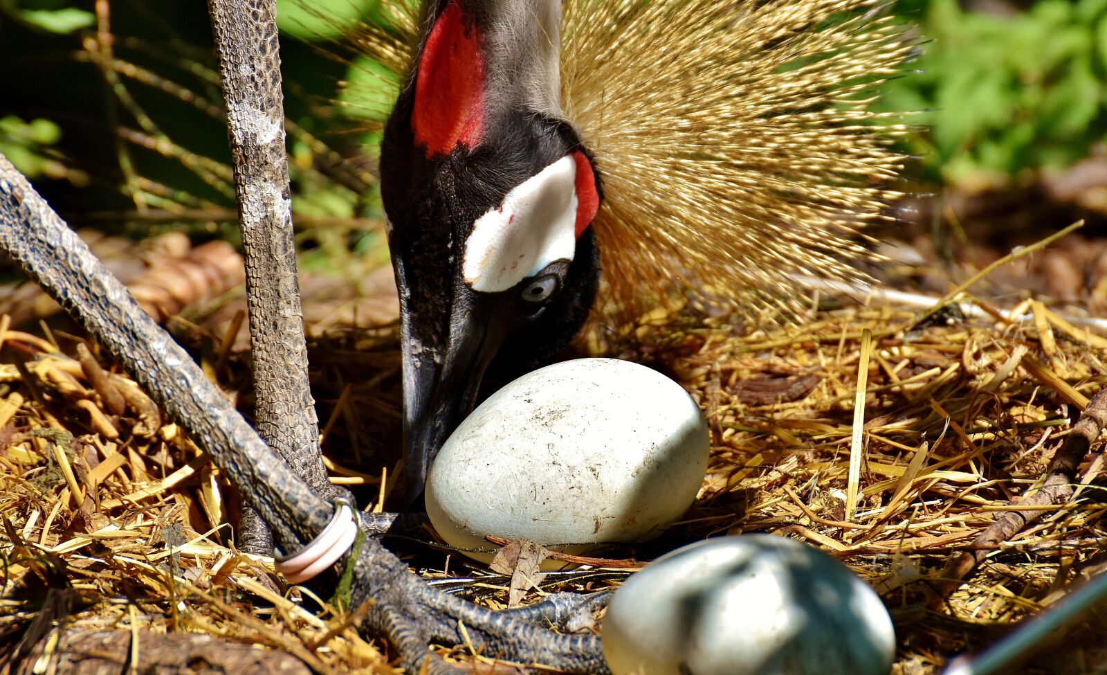 Nikon D7200 sample photo. Grey crowned crane, egg photography