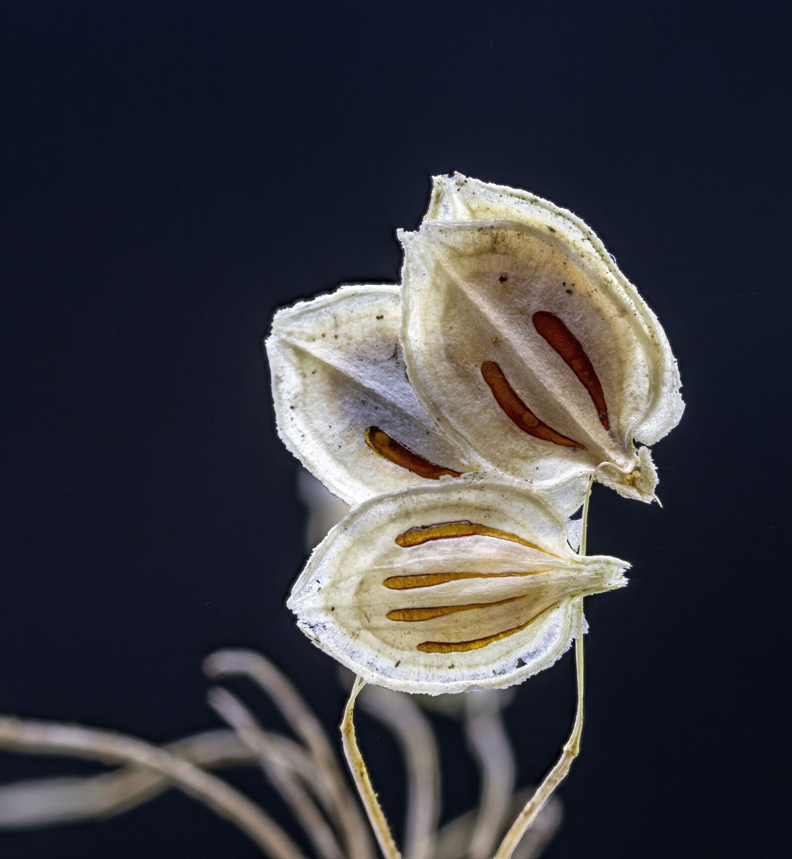 Canon MP-E 65mm F2.5 1-5x Macro Photo sample photo. Hogweed, seeds, wildflower photography