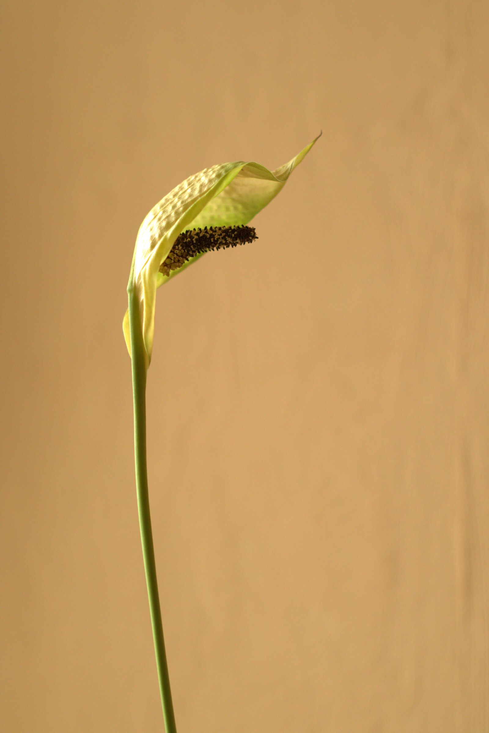 Pentax K-S2 sample photo. Kalia, flower, single photography
