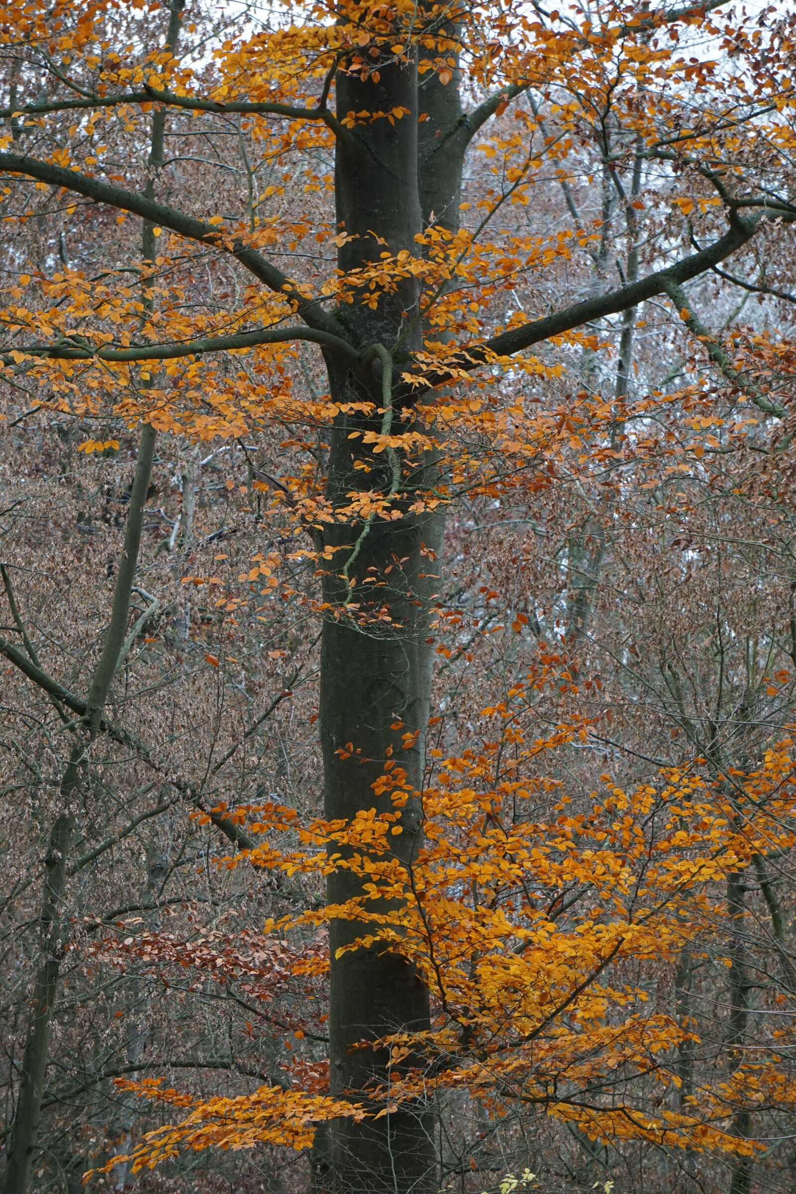 Sony E 55-210mm F4.5-6.3 OSS sample photo. Fall foliage, bright, leaves photography