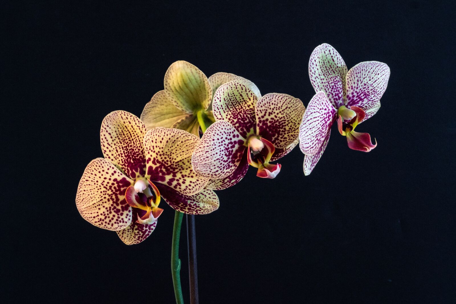 Panasonic Leica DG Summilux 25mm F1.4 II ASPH sample photo. Orchid, phalaenopsis, flower photography
