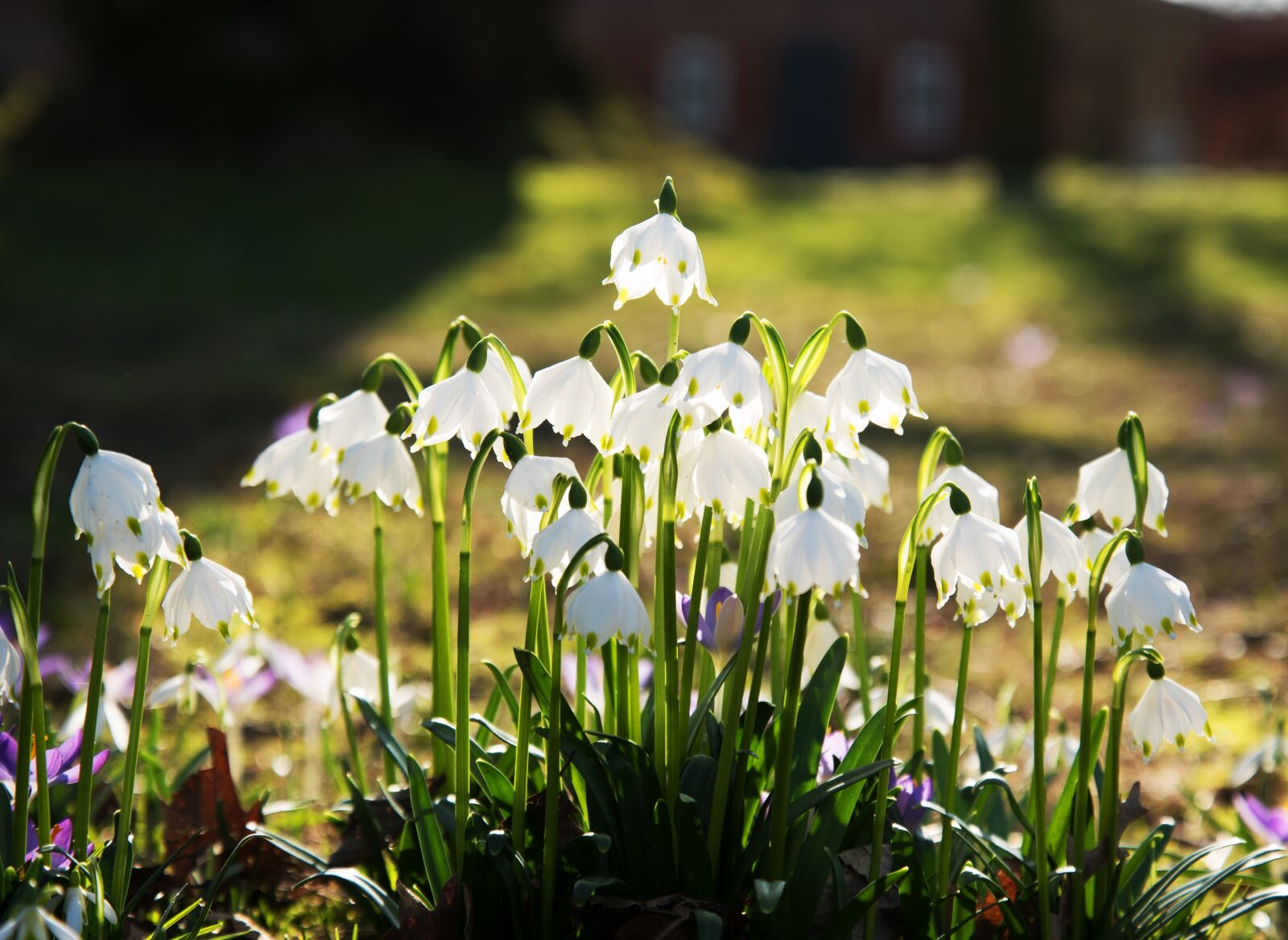 Nikon D750 sample photo. Snowflake, flower, spring photography