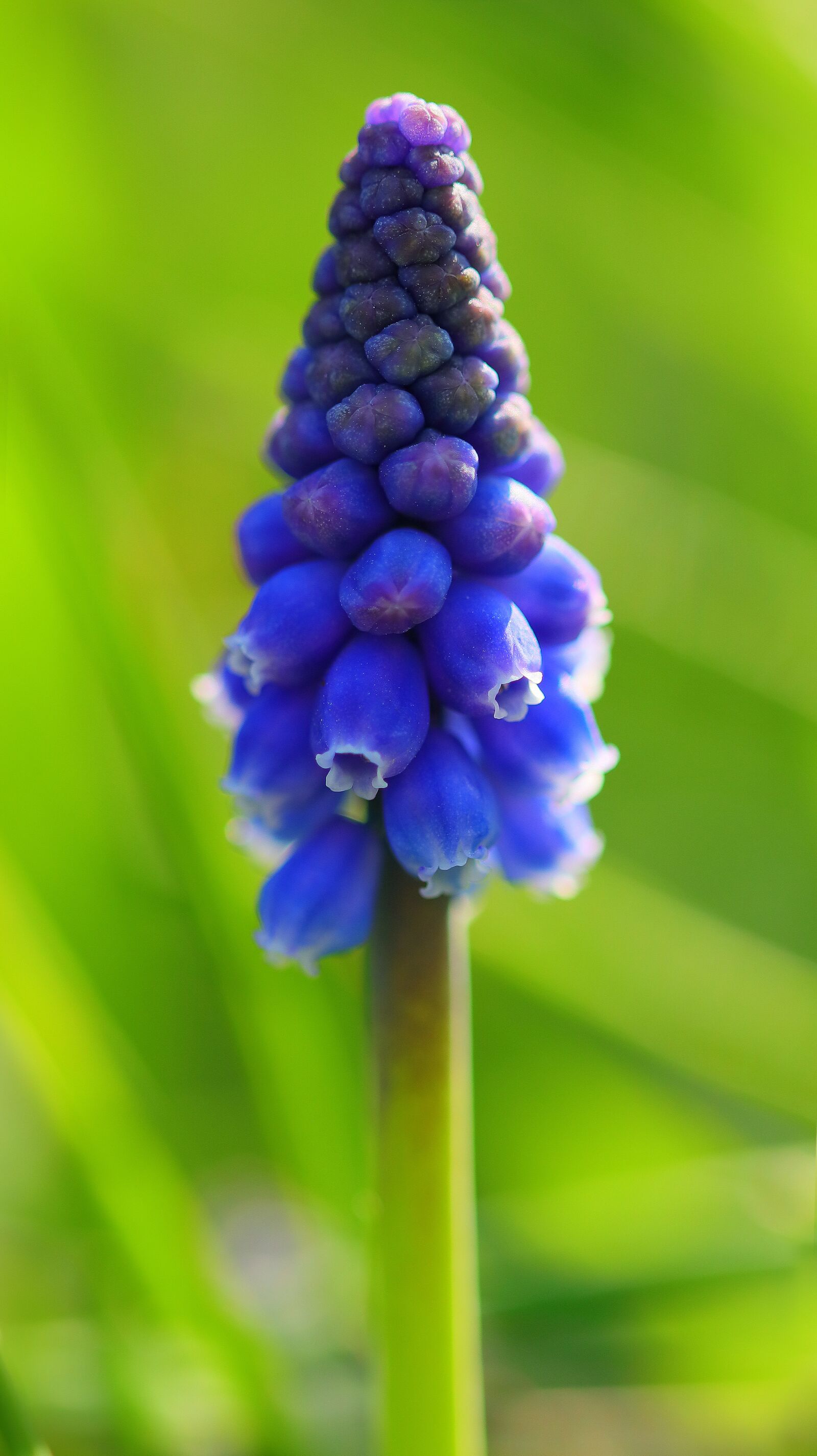 Canon EOS M50 (EOS Kiss M) sample photo. Perlhyazinthe, flower, macro photography