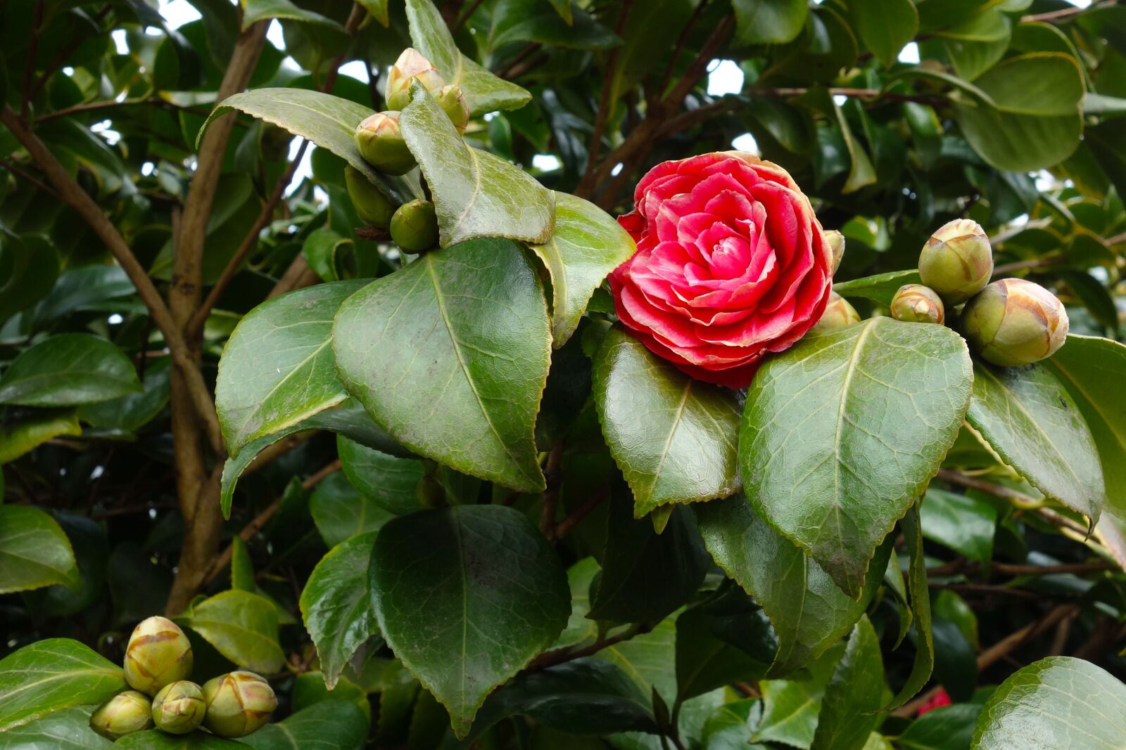 Sony Cyber-shot DSC-RX100 sample photo. Common camellia, camellia japonica photography