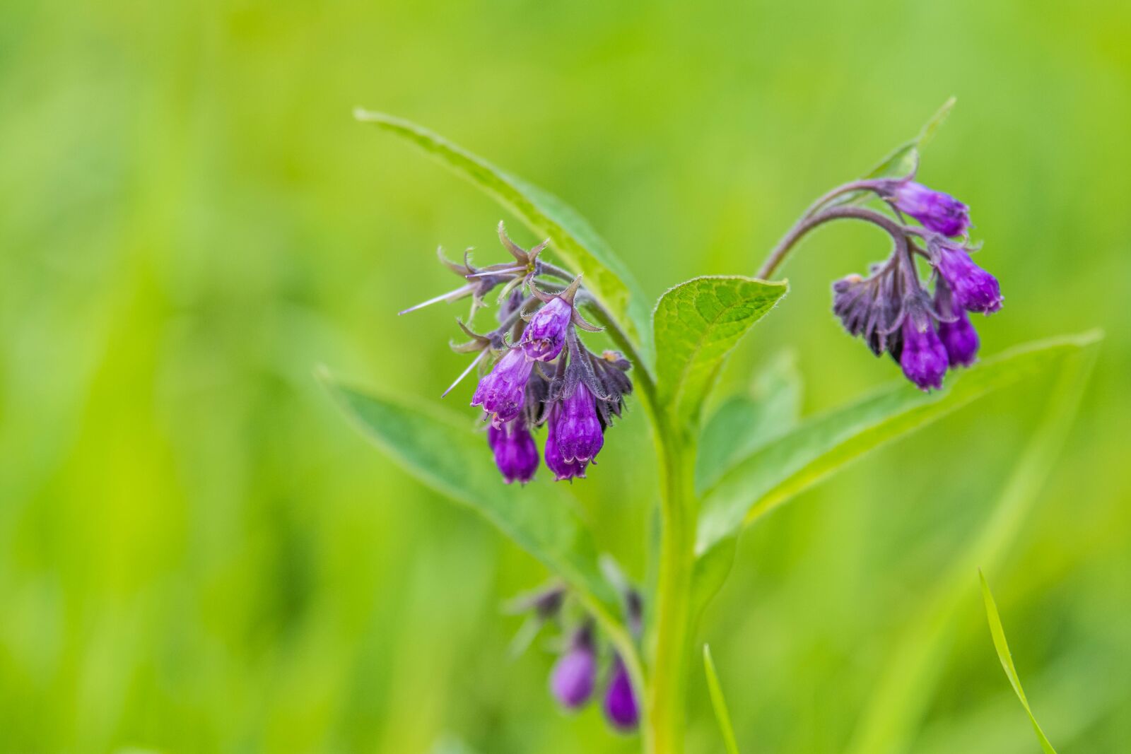 Nikon D7200 sample photo. Flower, blooms, green photography