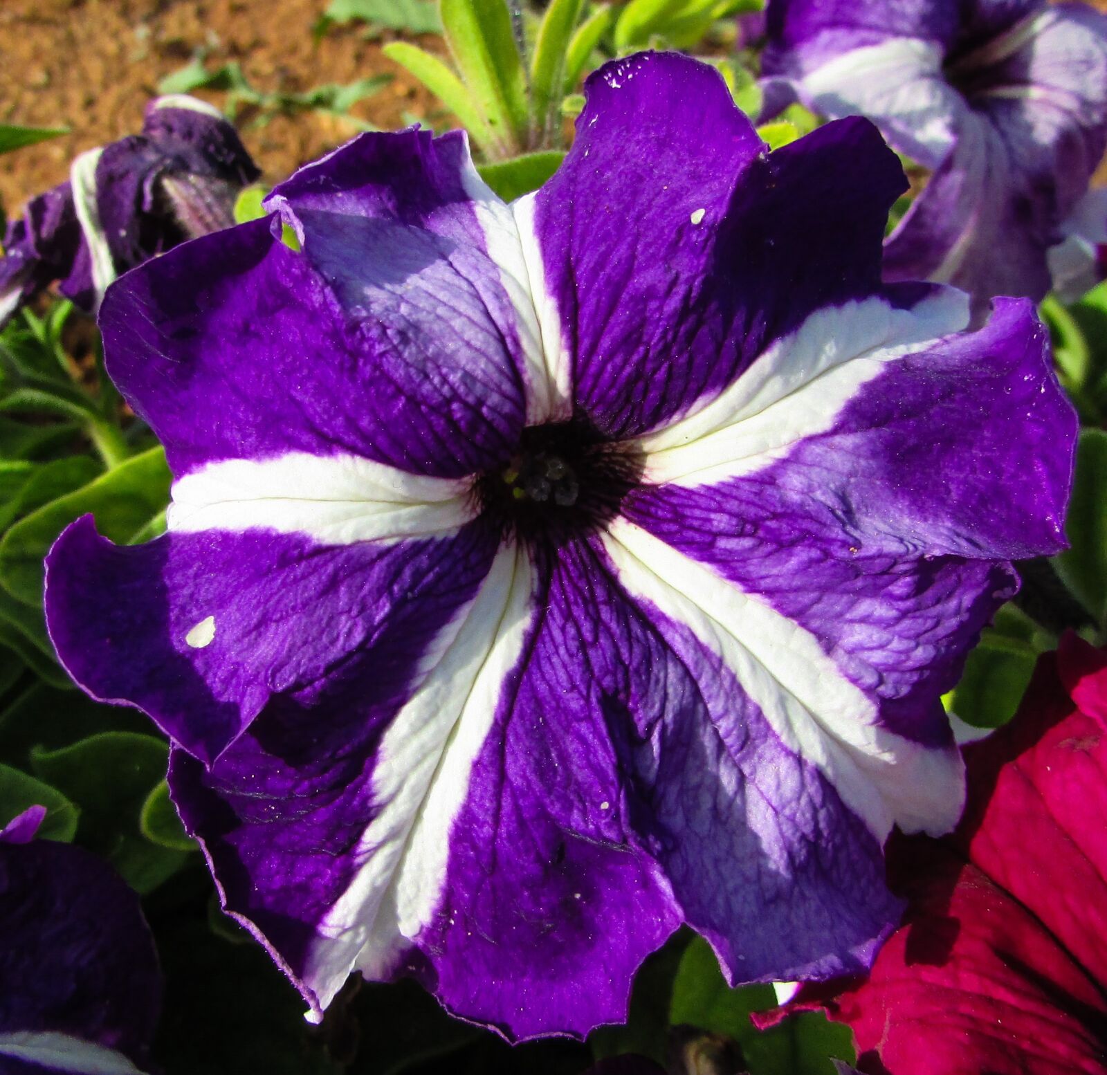 Canon PowerShot SX400 IS sample photo. Pansy, flower, plant photography