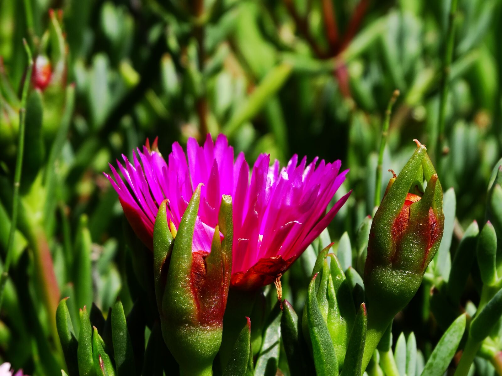 Sony Cyber-shot DSC-HX300 sample photo. Flower, sunshine, garden photography