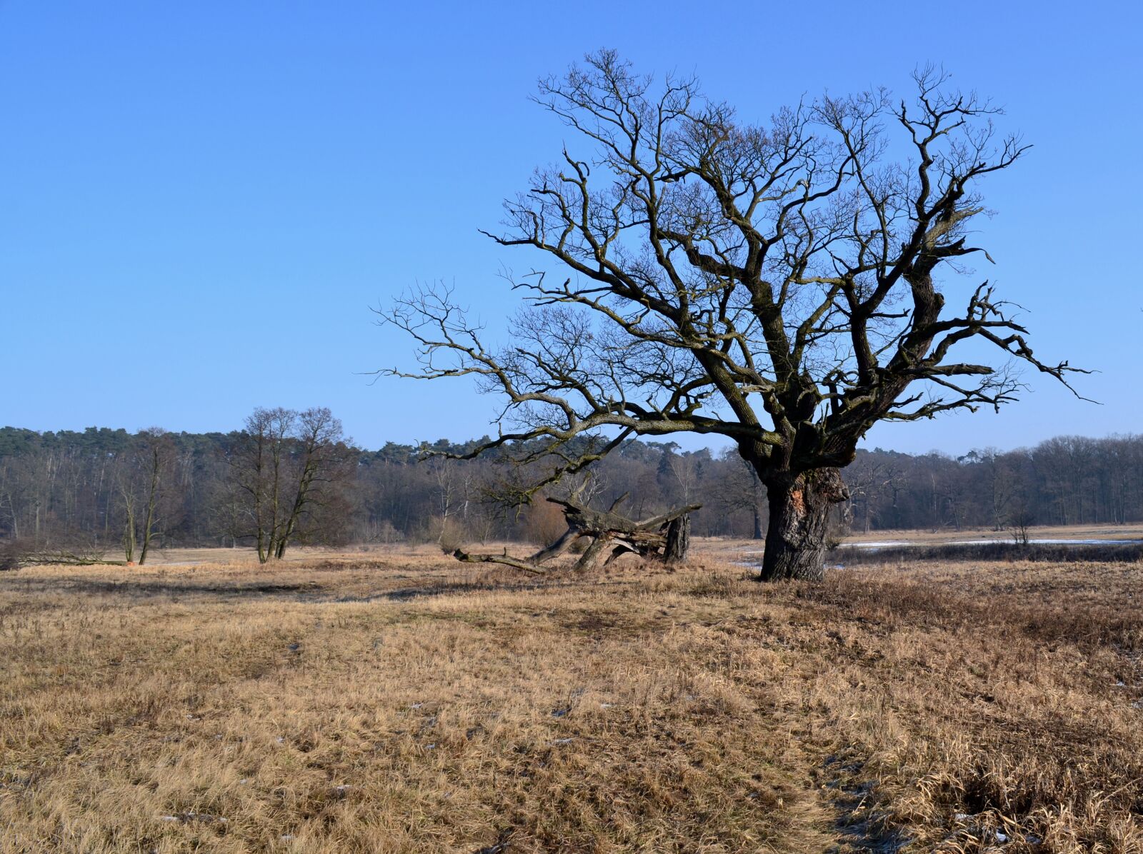 Nikon D3100 sample photo. Nature, tree, landscape photography