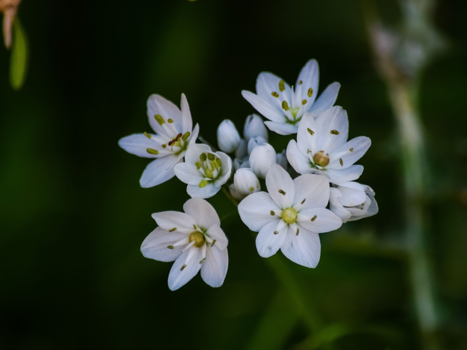 Nikon D3300 sample photo. Flower, nature, flora photography
