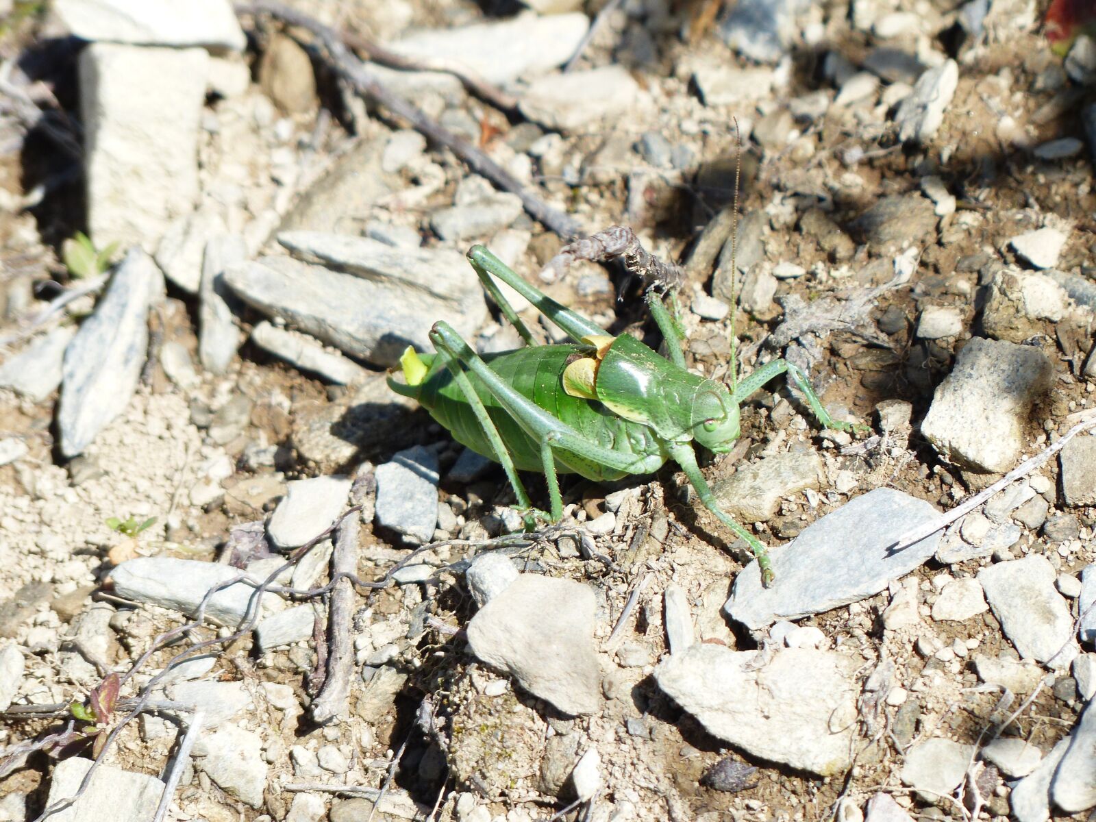 Panasonic Lumix DMC-FZ200 sample photo. Gut insect, grasshopper, polysarcus photography