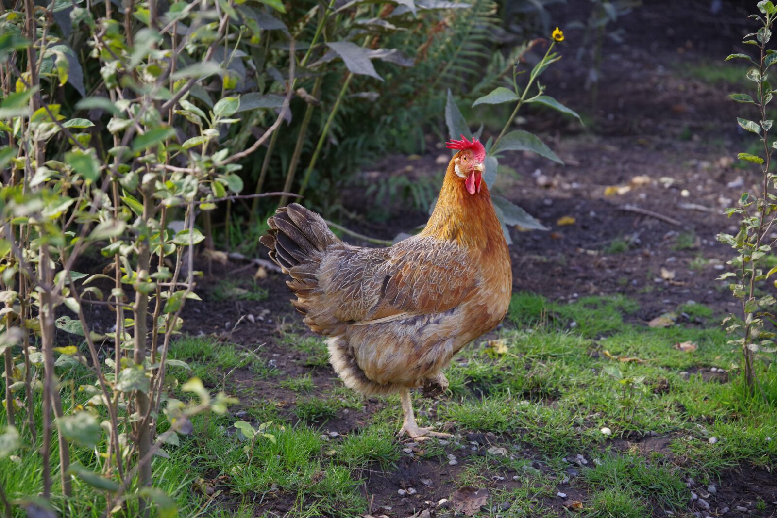 Pentax K-1 Mark II sample photo. Chicken, garden, animal photography