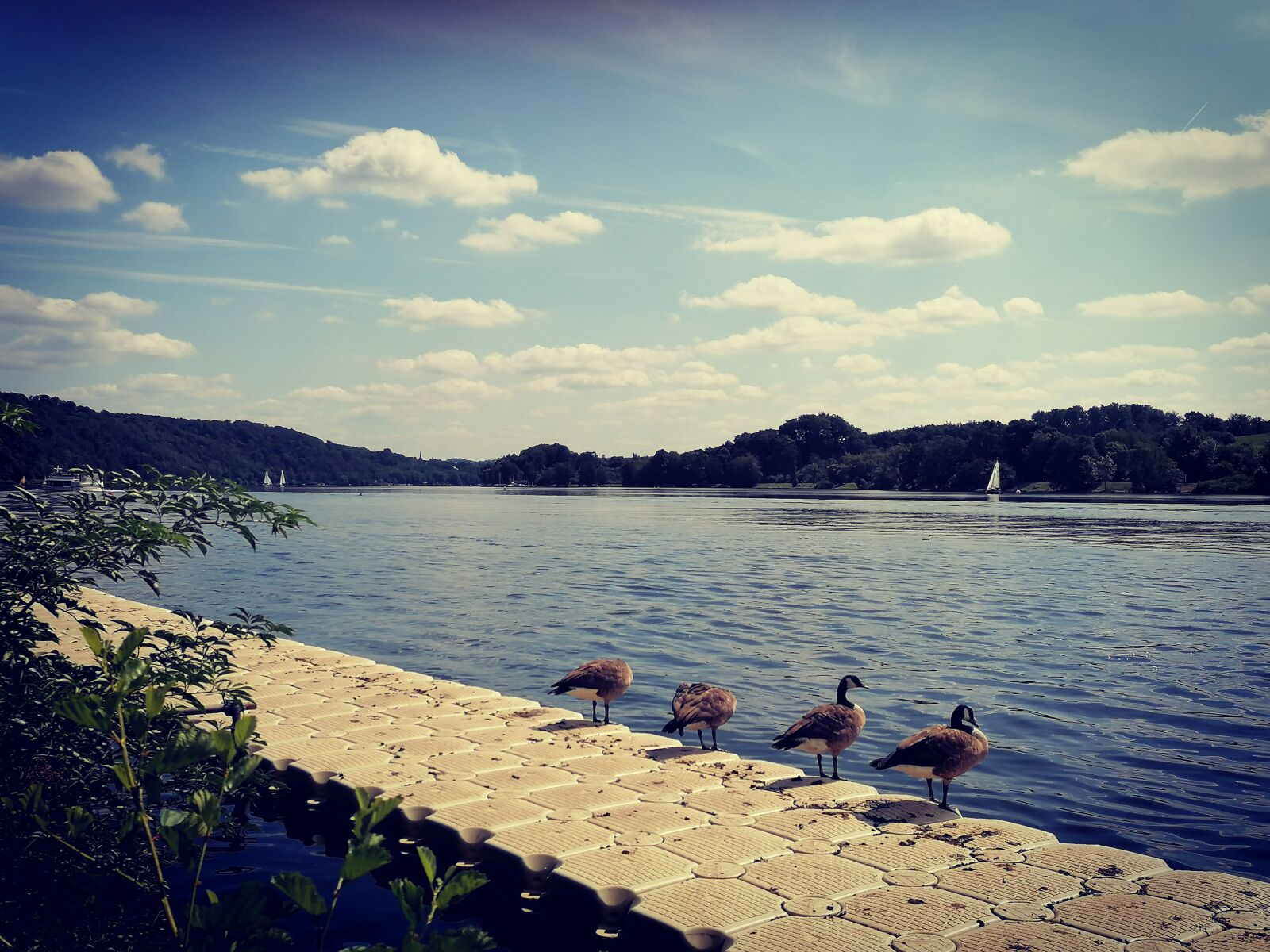 HUAWEI P30 LITE sample photo. Baldeneysee, geese, summer photography
