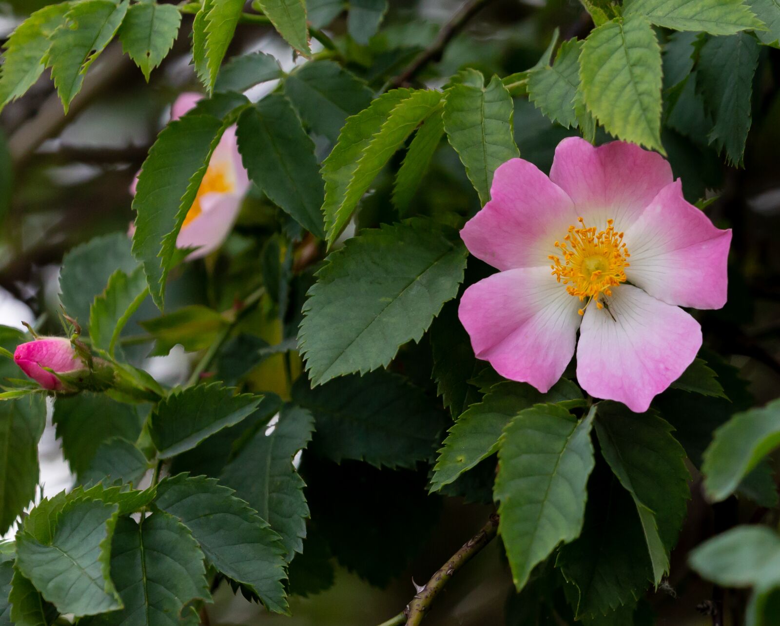 Canon EOS 5D Mark III sample photo. Hip rose, rose hip photography