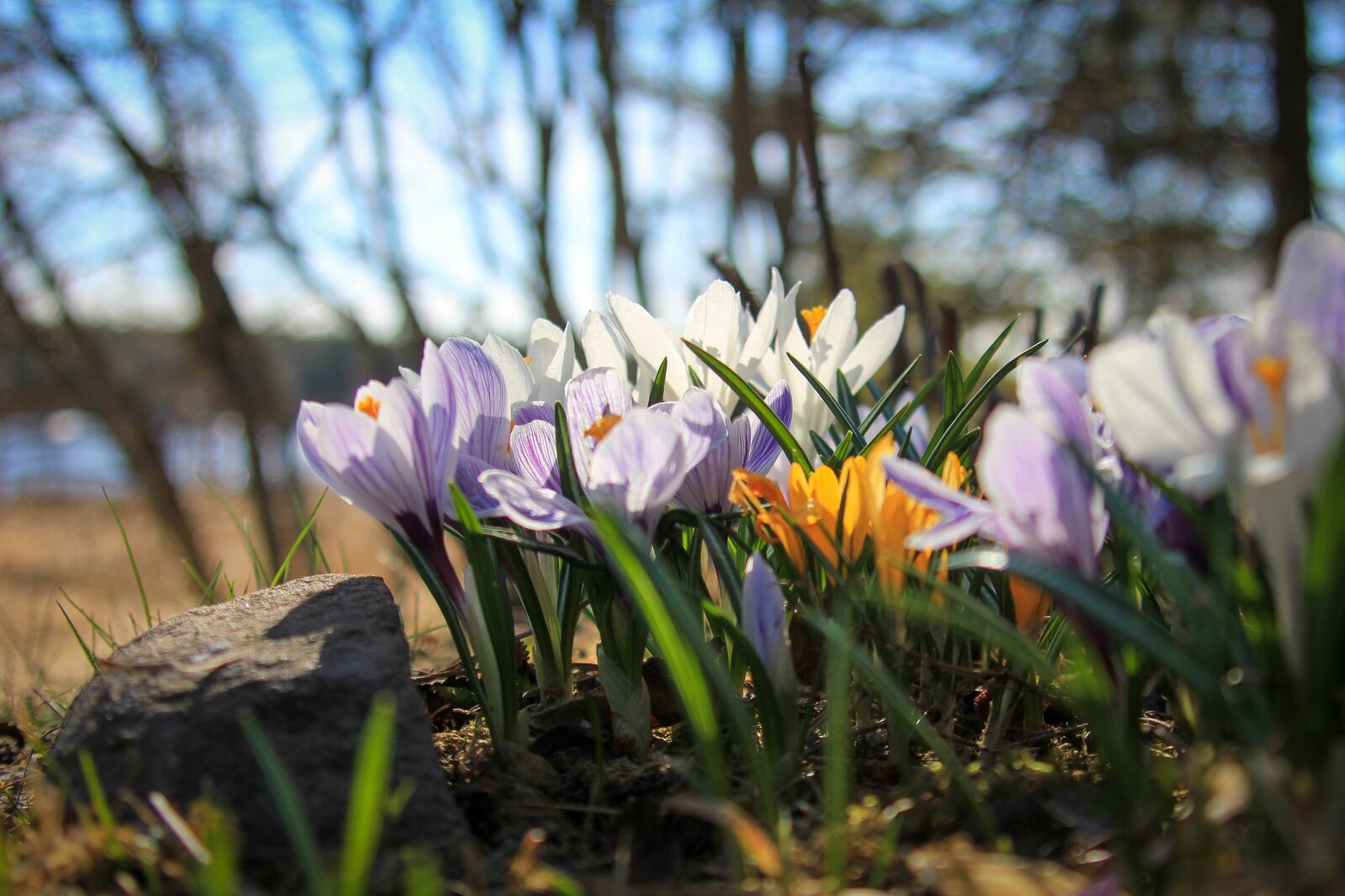 Tamron AF 28-300mm F3.5-6.3 XR Di VC LD Aspherical (IF) Macro sample photo. Crocus, yellow, white photography