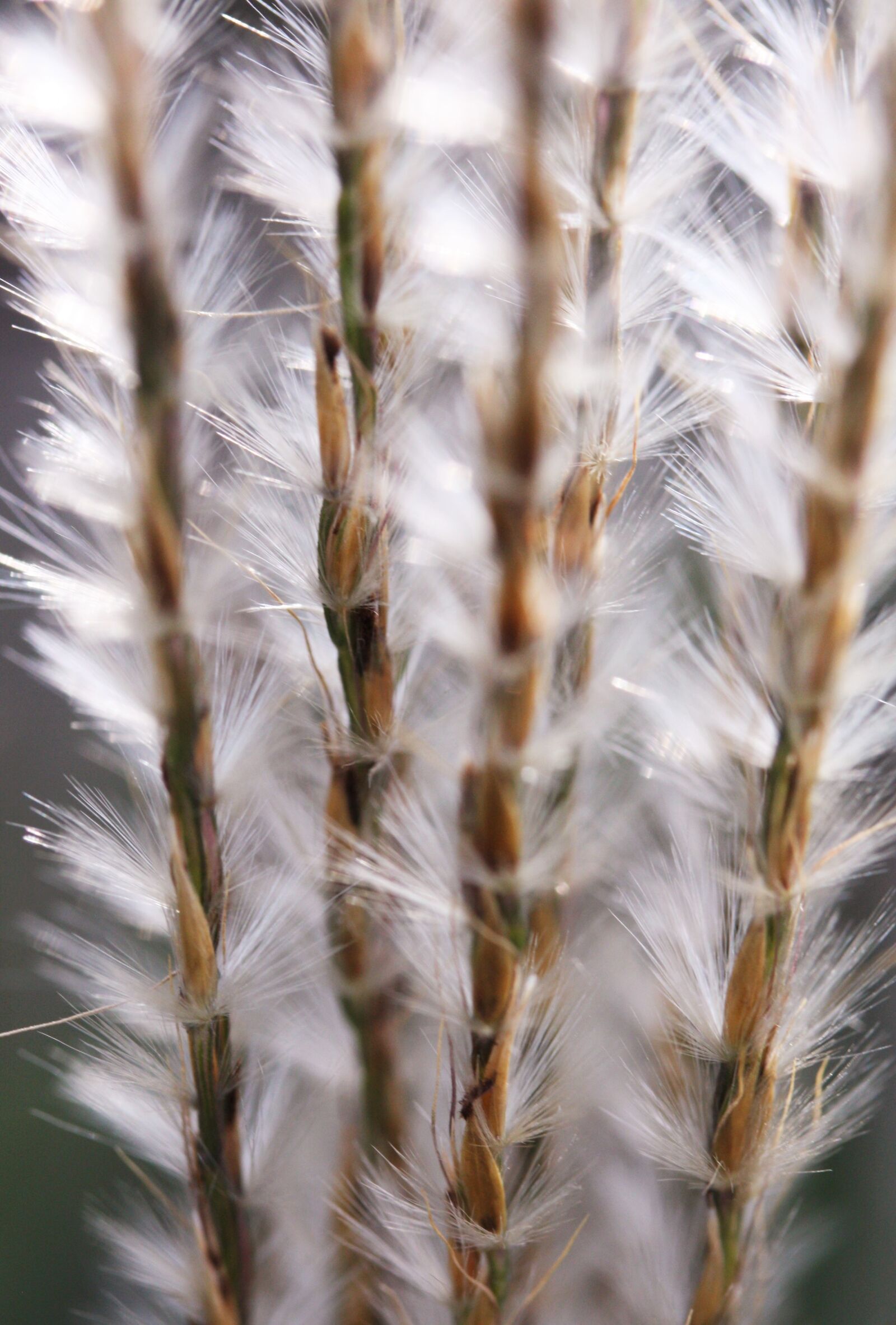 Canon EOS 450D (EOS Rebel XSi / EOS Kiss X2) sample photo. Seedhead, seeds, nature photography