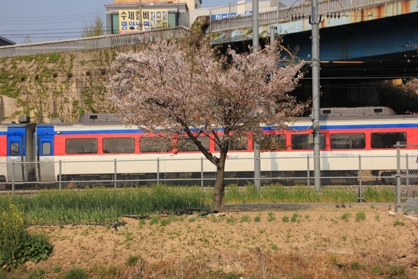 Canon EOS 600D (Rebel EOS T3i / EOS Kiss X5) sample photo. Korea, railway, transportation photography