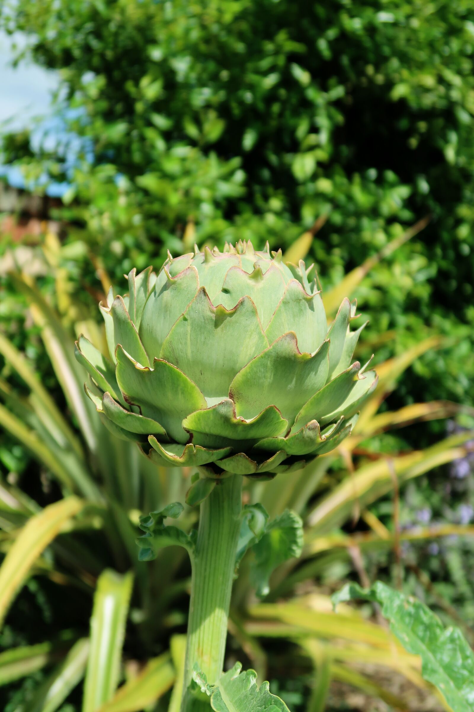 Canon PowerShot G7 X Mark II sample photo. Globe artichoke, artichoke, vegetable photography
