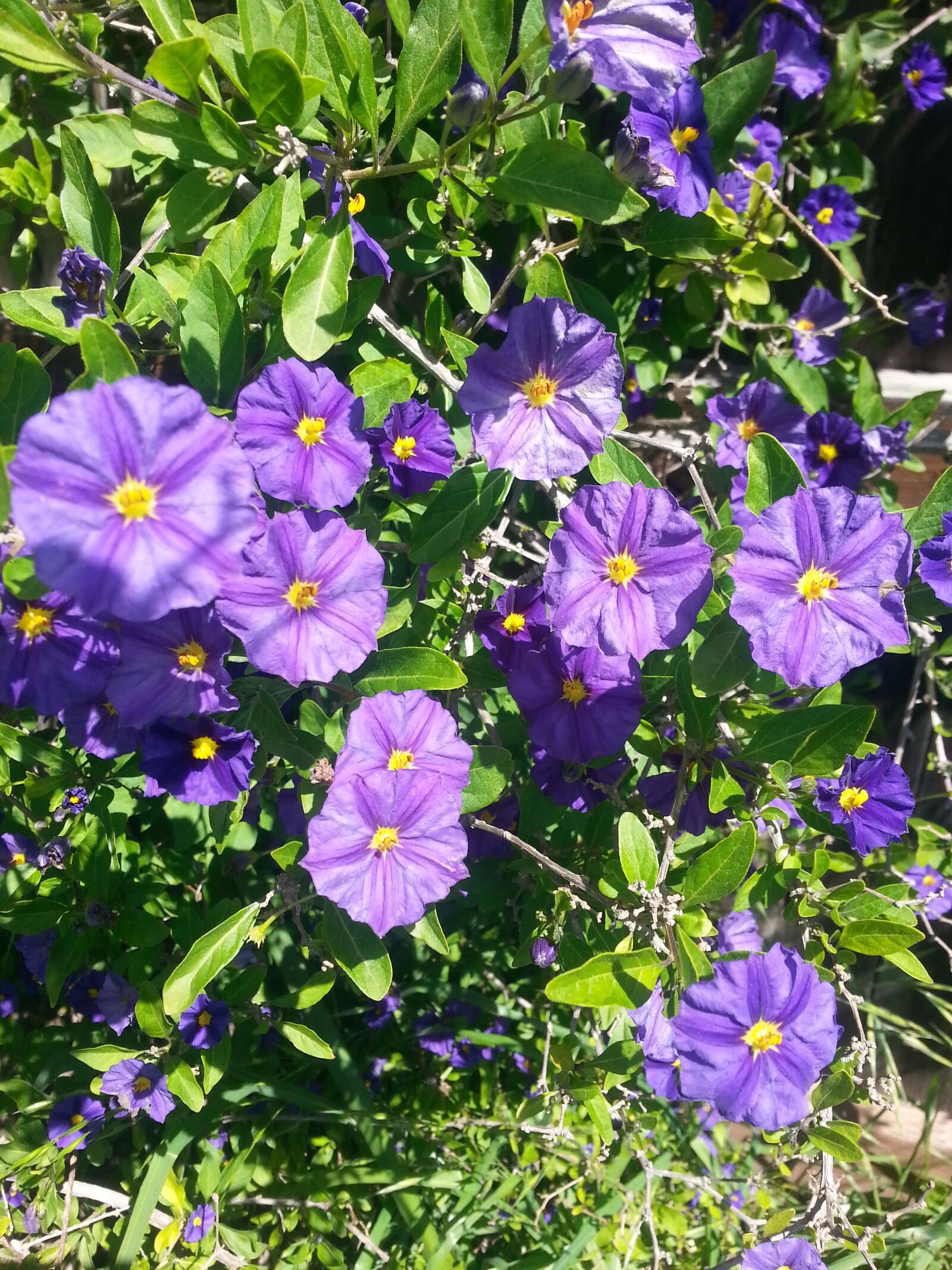 Samsung Galaxy Note2 sample photo. Purple, flower, purple flowers photography