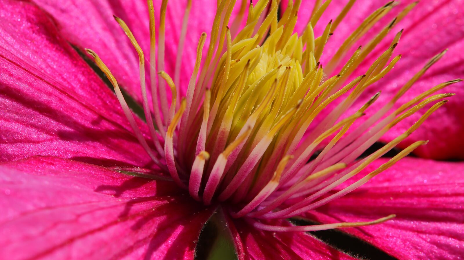 Canon EOS M50 (EOS Kiss M) sample photo. Clematis, close up, pink photography