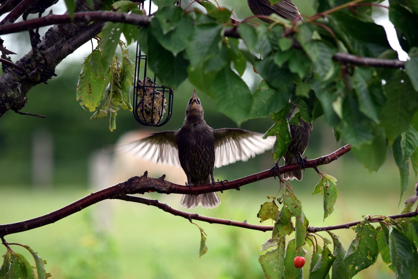 Nikon D5300 sample photo. Bird, star, wing photography