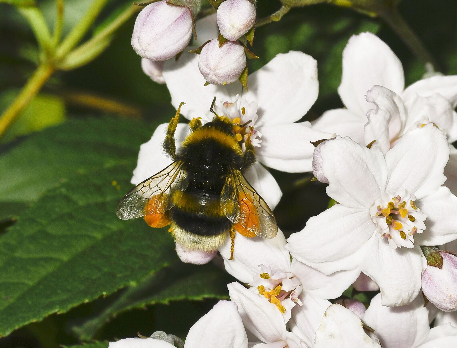 Nikon D500 sample photo. Of deutzia flower, nature photography