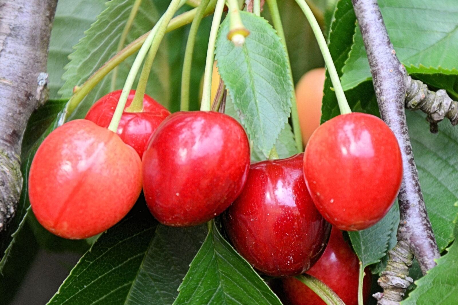 Nikon D5100 sample photo. Cherries, leaves, tree photography