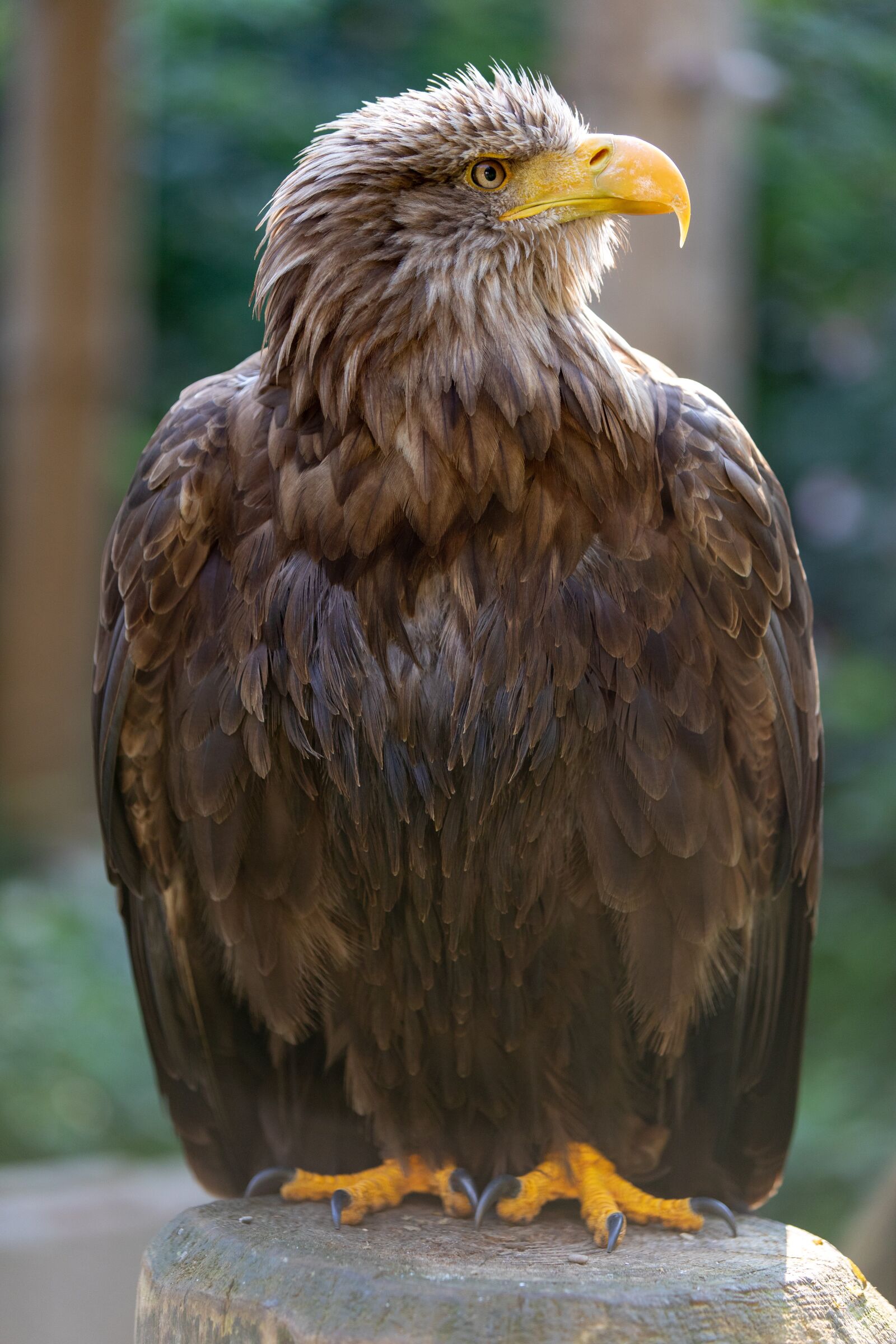 Canon EOS 5D Mark IV sample photo. Adler, animal, bird photography