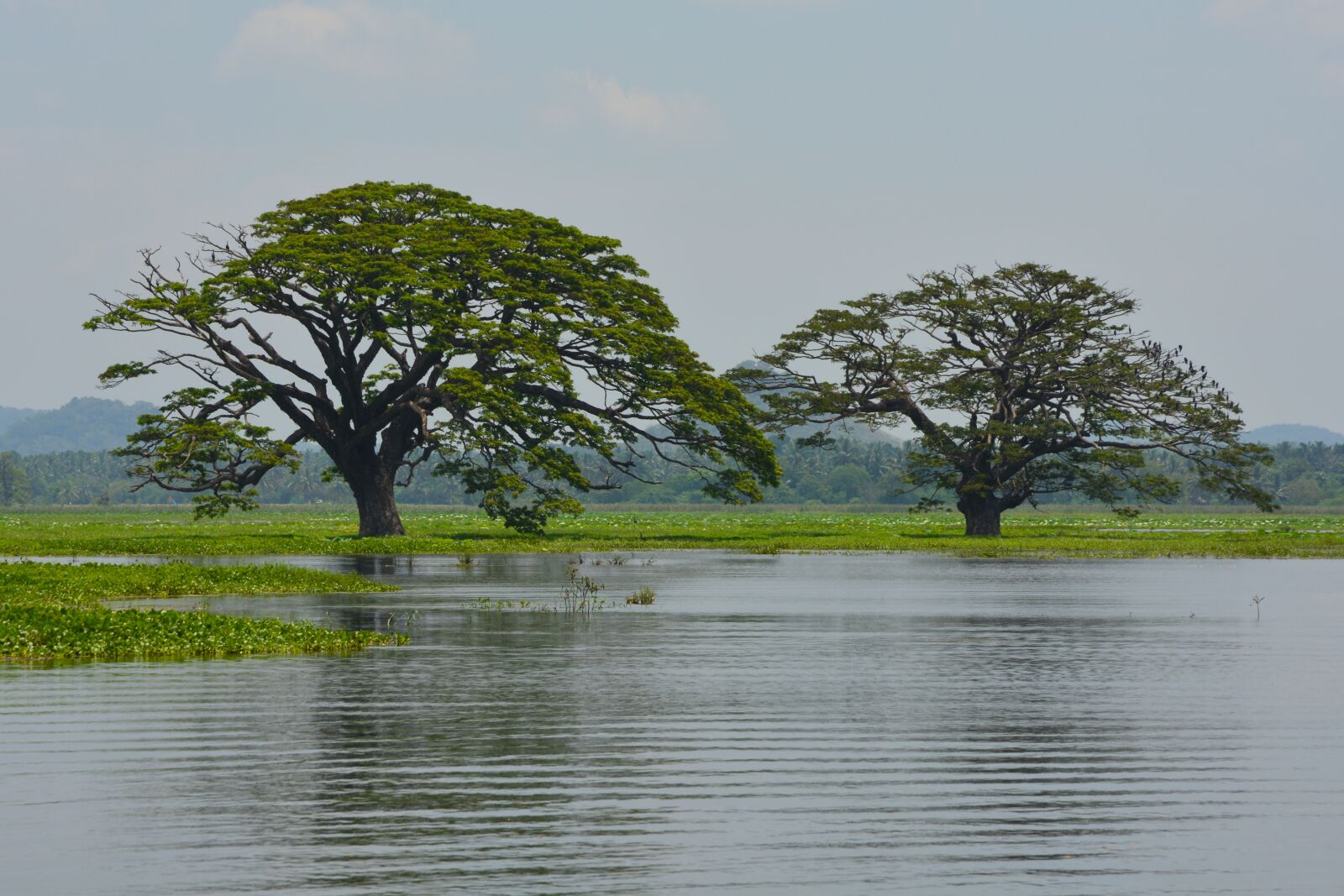 Nikon D5200 sample photo. Sri lanka, trees, water photography