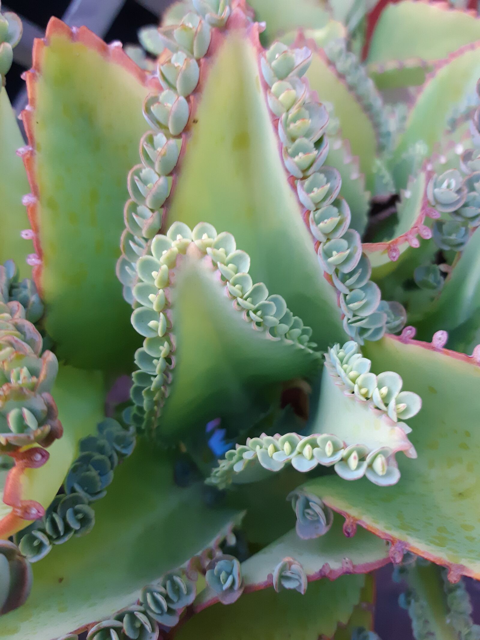 Samsung Galaxy A6 sample photo. Mother of thousands, plant photography