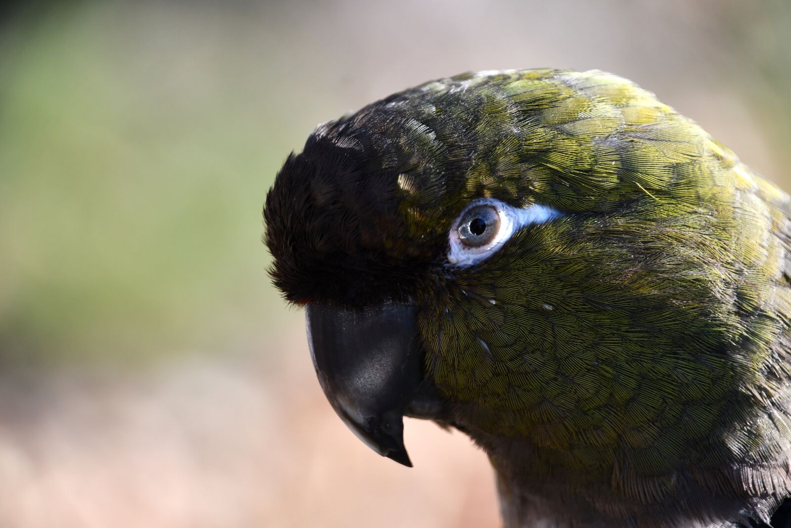 Nikon D7500 sample photo. Parrot, bird, closeup photography