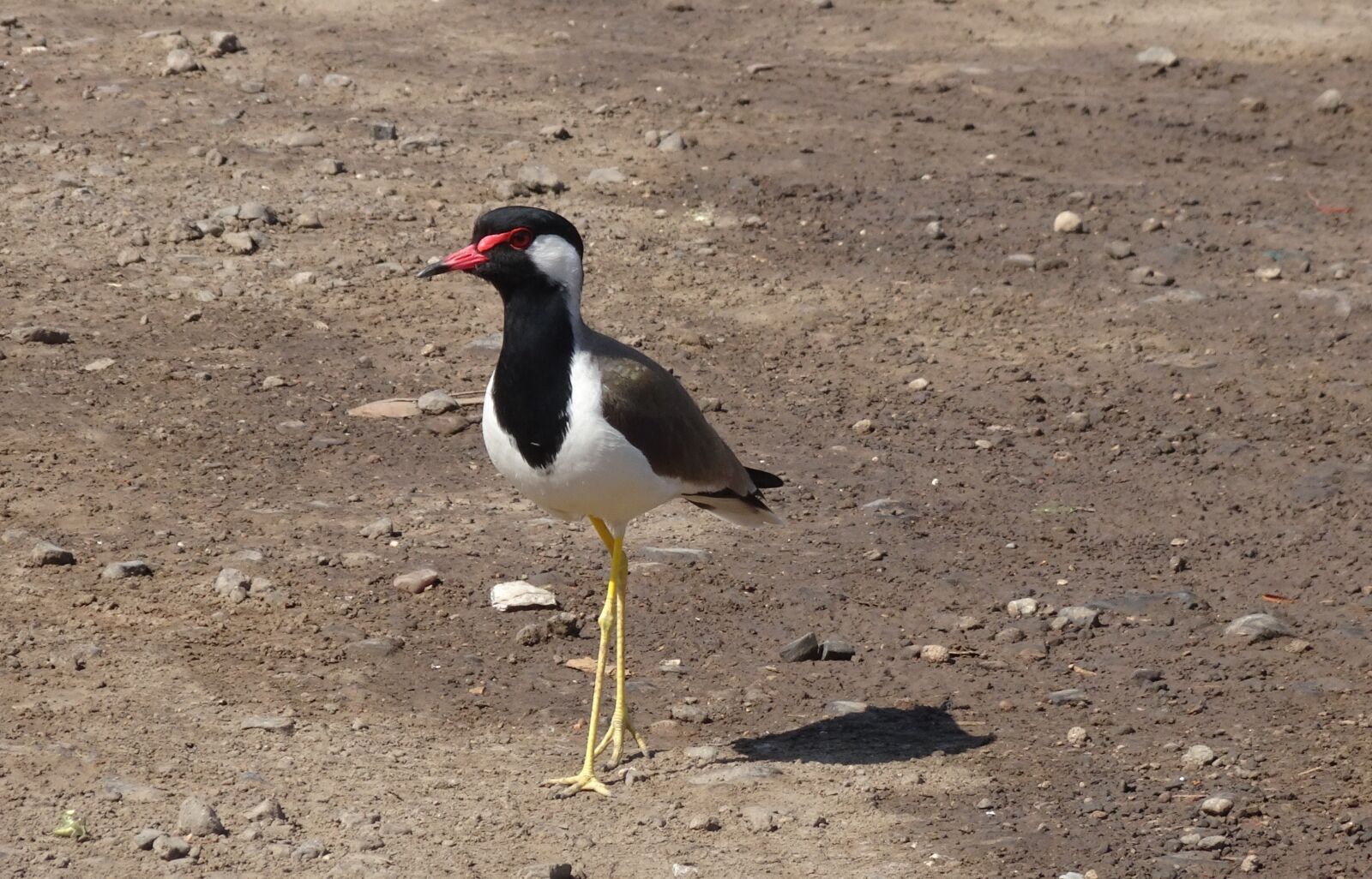 Sony Cyber-shot DSC-HX90V sample photo. Bird, red-wattled lapwing, vanellus photography