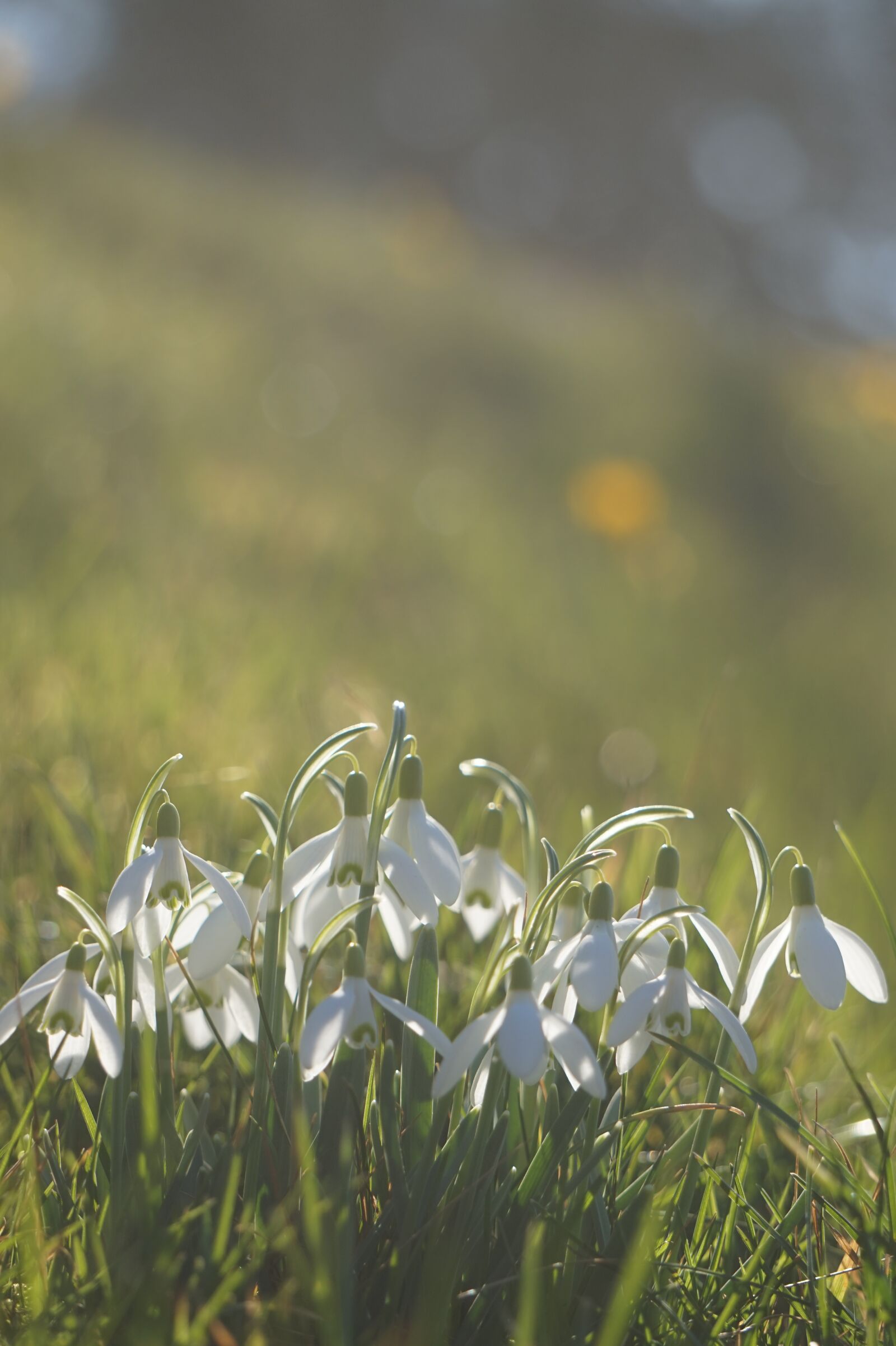 Sony Alpha a5000 (ILCE 5000) + Sony E 55-210mm F4.5-6.3 OSS sample photo. Snowdrop, spring, flower photography
