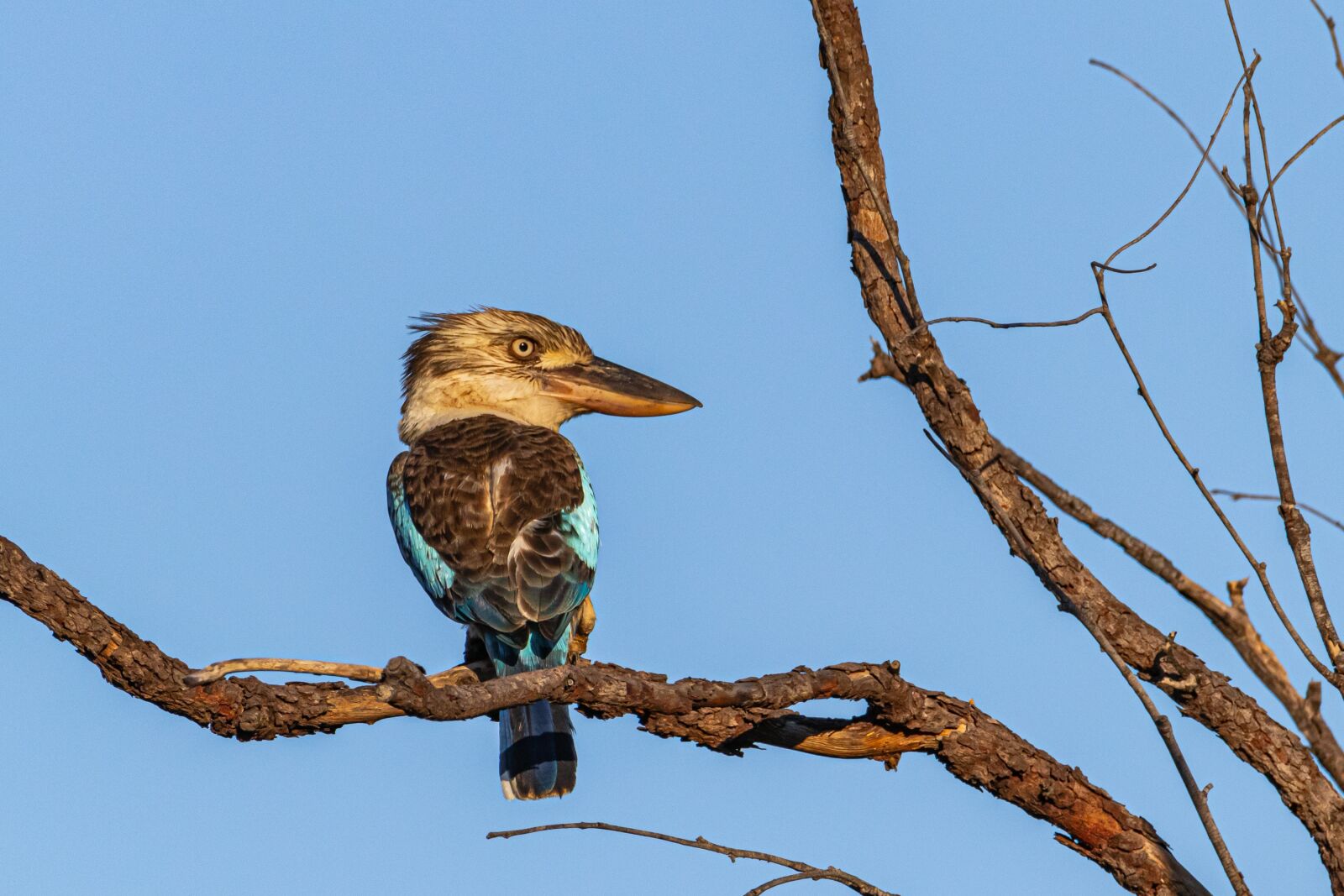 Canon EOS 80D sample photo. Birds, wildlife, animals photography