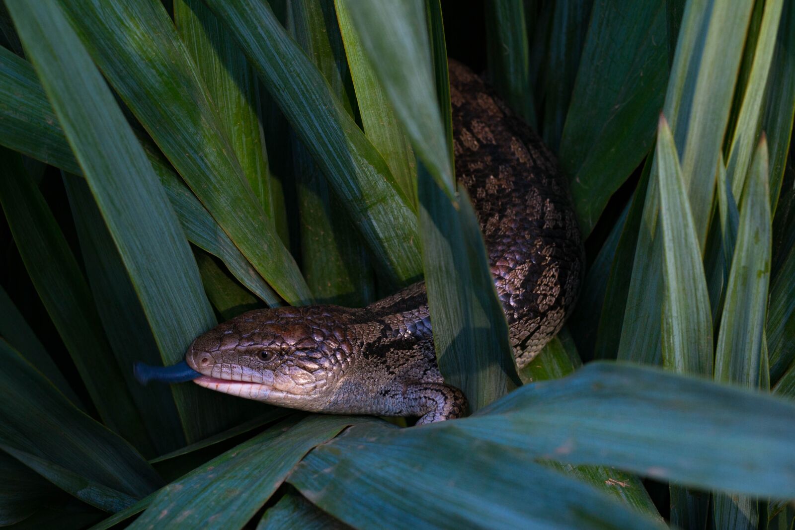 Nikon D3100 sample photo. Lizard, blue tongue, australia photography