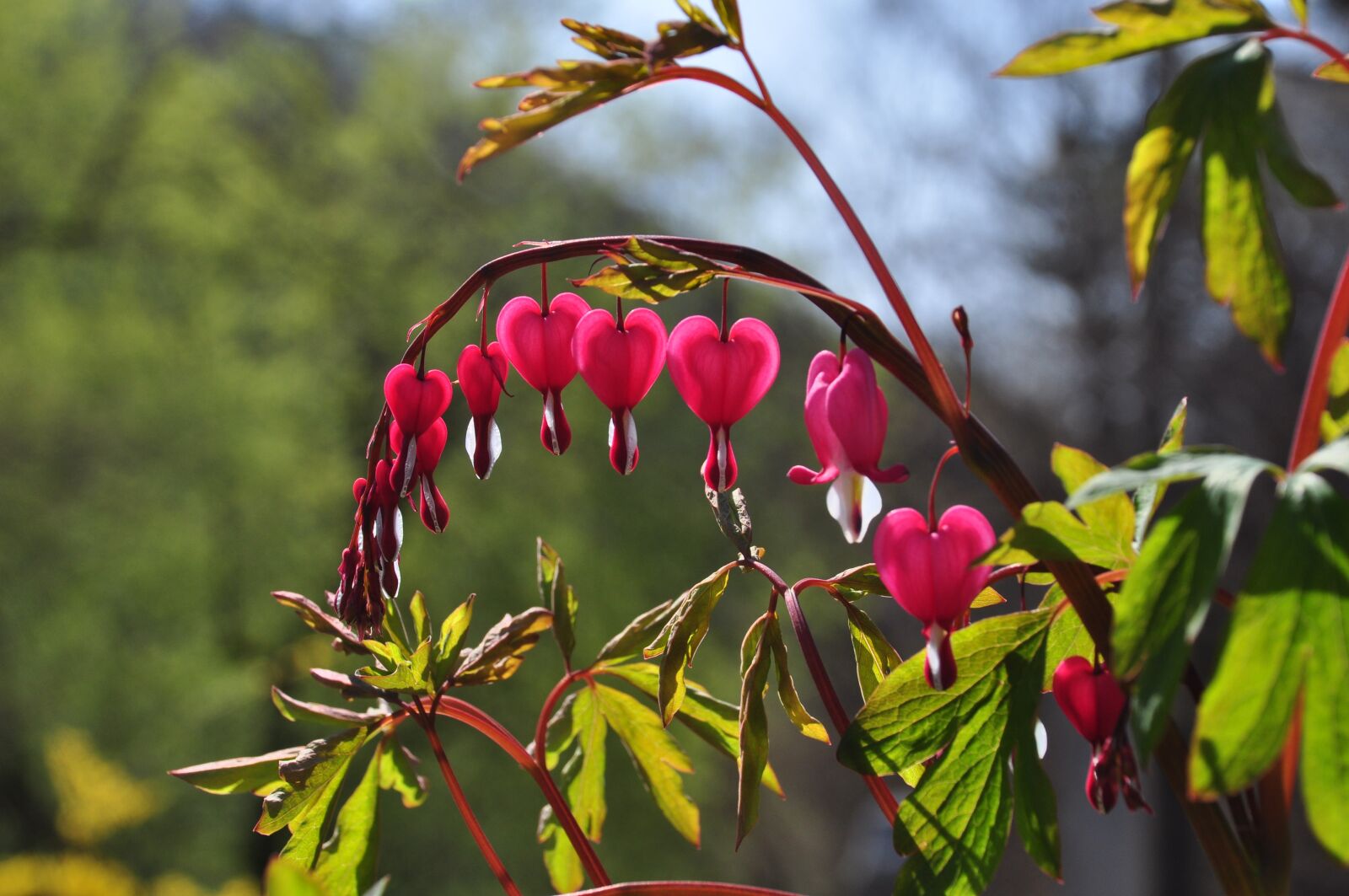 Nikon D90 sample photo. Nature, leaf, garden photography