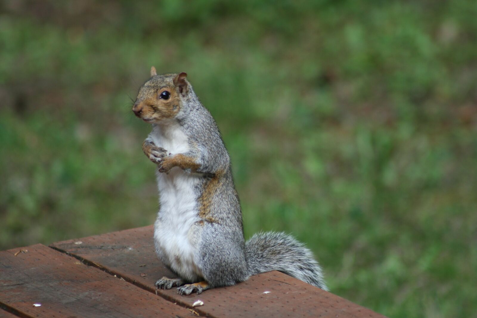 Canon EOS 400D (EOS Digital Rebel XTi / EOS Kiss Digital X) sample photo. Mammal, squirrel, nature photography